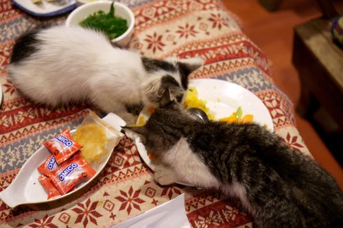 Free Two Kittens Eating Scraps from a Dinner Plate Stock Photo