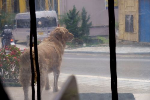 Free Golden Retriever Dog Looking Out Past a Clear Plastic Curtain Stock Photo