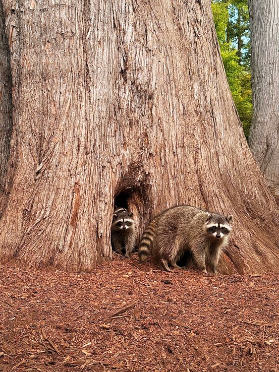 2 Racoons In Tree Raccoons Near Large Tree in Forest Setting · Free Stock Photo
