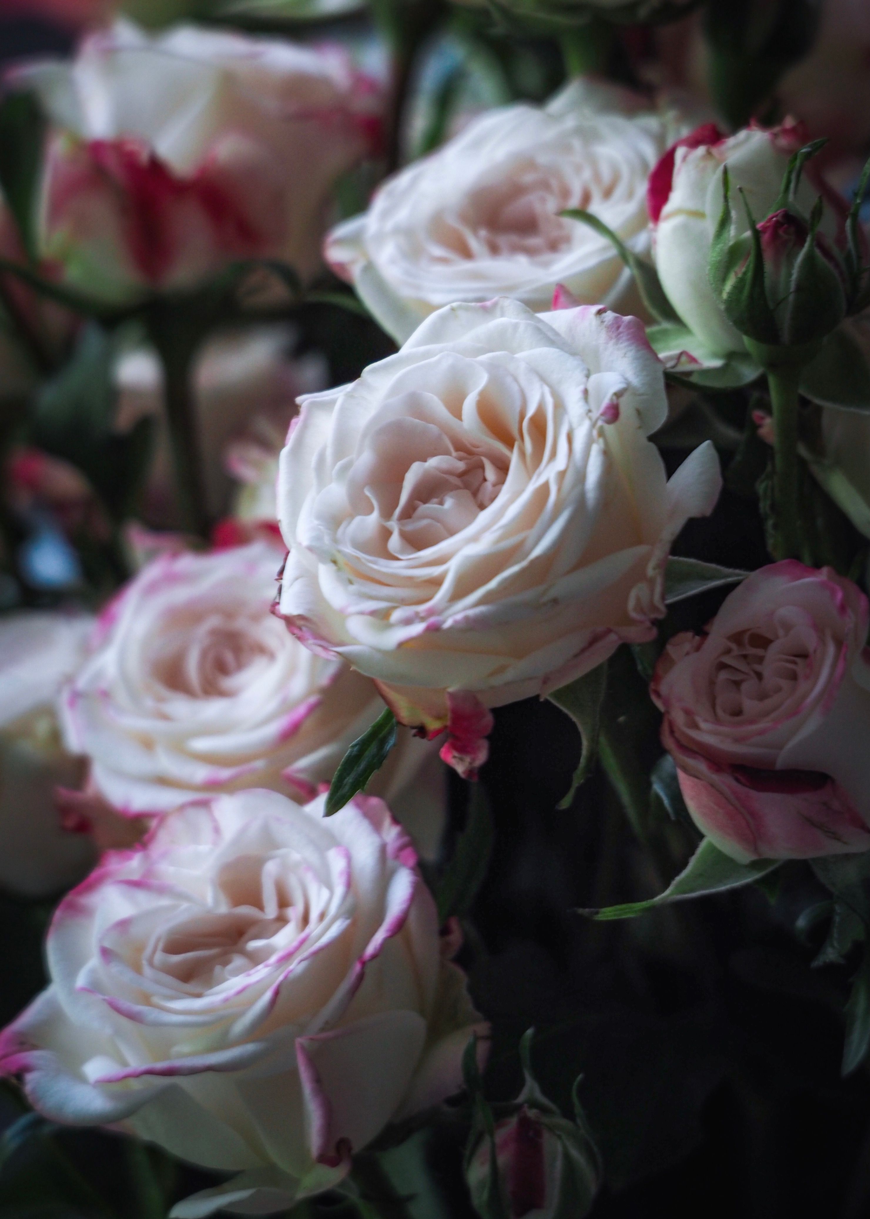 Close-Up of White and Pink Roses in Bloom · Free Stock Photo