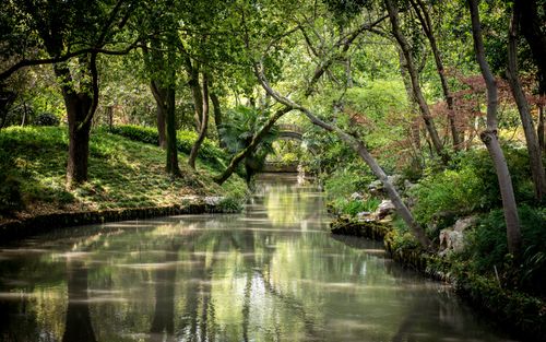 Free Peaceful forest stream with lush greenery and arched stone bridge. Stock Photo