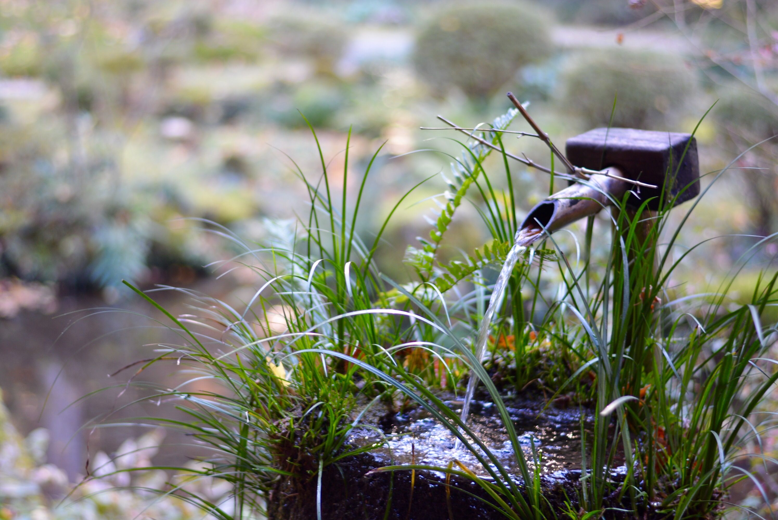 Peaceful garden scene with a traditional bamboo water fountain surrounded by greenery.