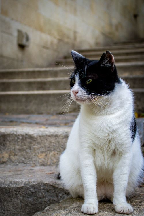 Free A black and white domestic cat sitting on outdoor stone steps. Stock Photo