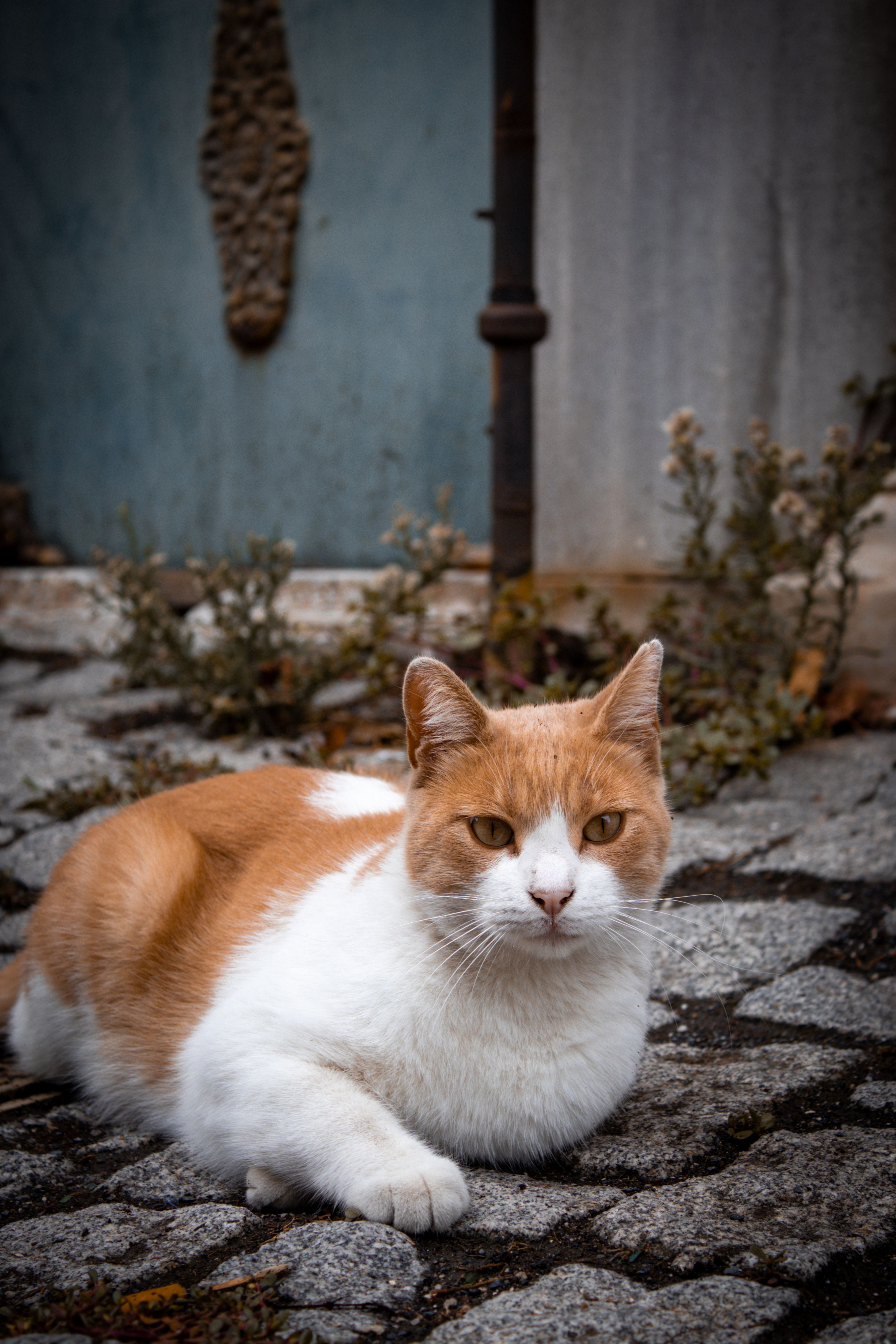 Ginger and White Cat Resting on Cobblestone · Free Stock Photo