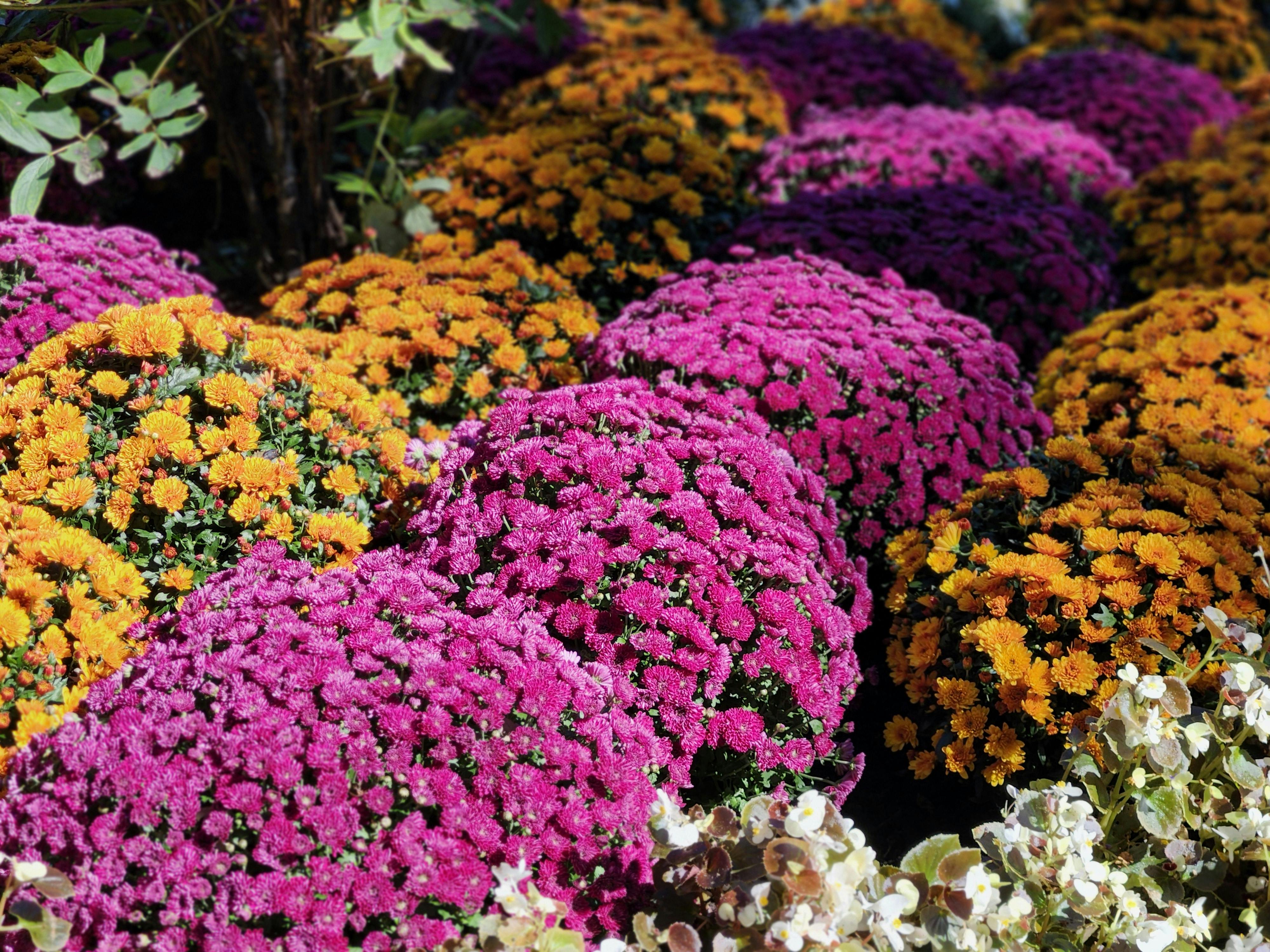 'This Is a Gardening Show' review: Zach Galifianakis cultivates laughs — Photo by Alex Ohan on Pexels