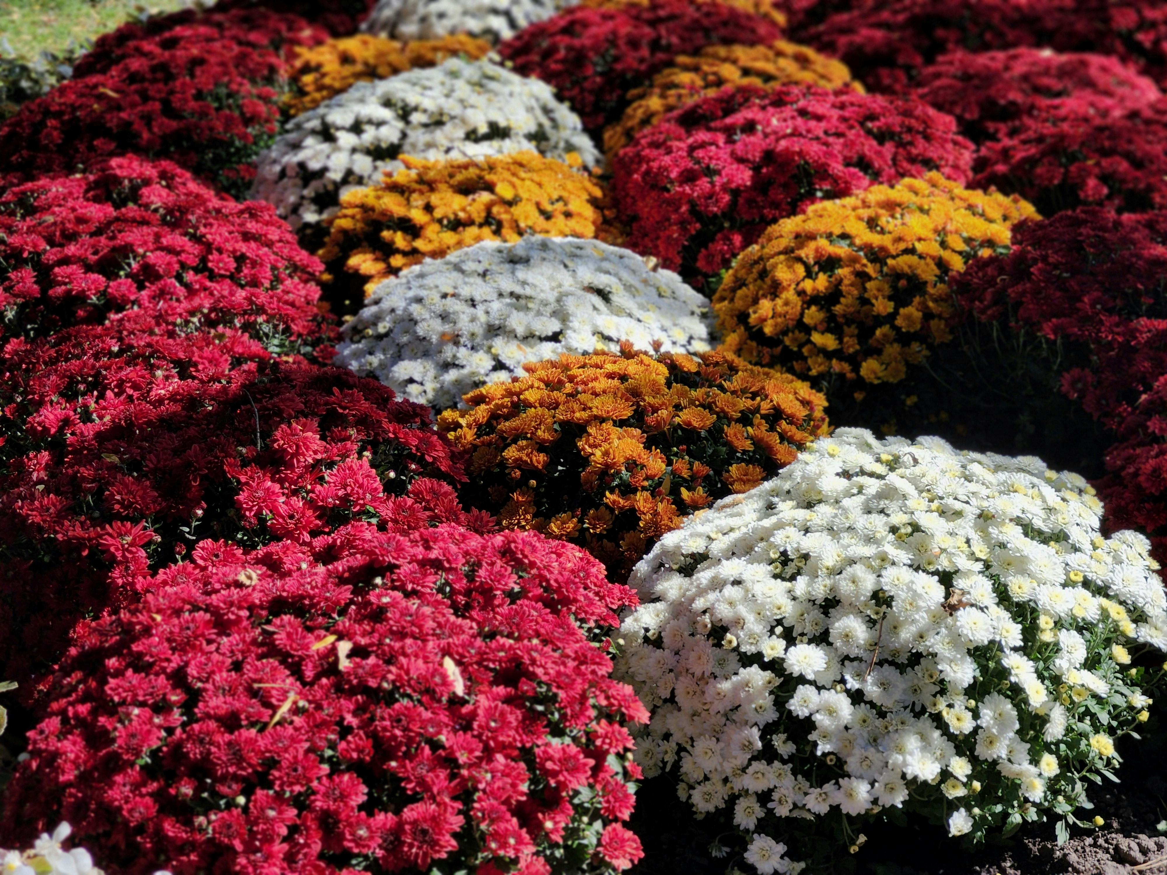 臺南設攤亞太童軍領袖會議 推廣城市魅力與國際交流