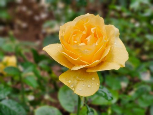 Free Close-up of a vibrant yellow rose adorned with dewdrops in a lush Toronto garden. Stock Photo