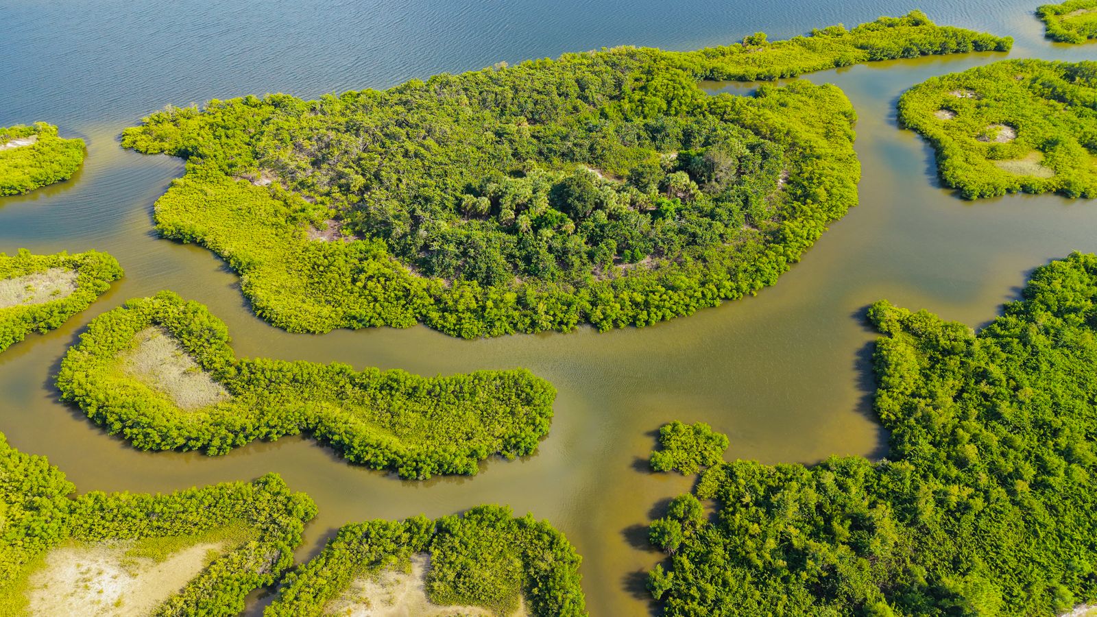 Lush green mangrove island, Nigeria
