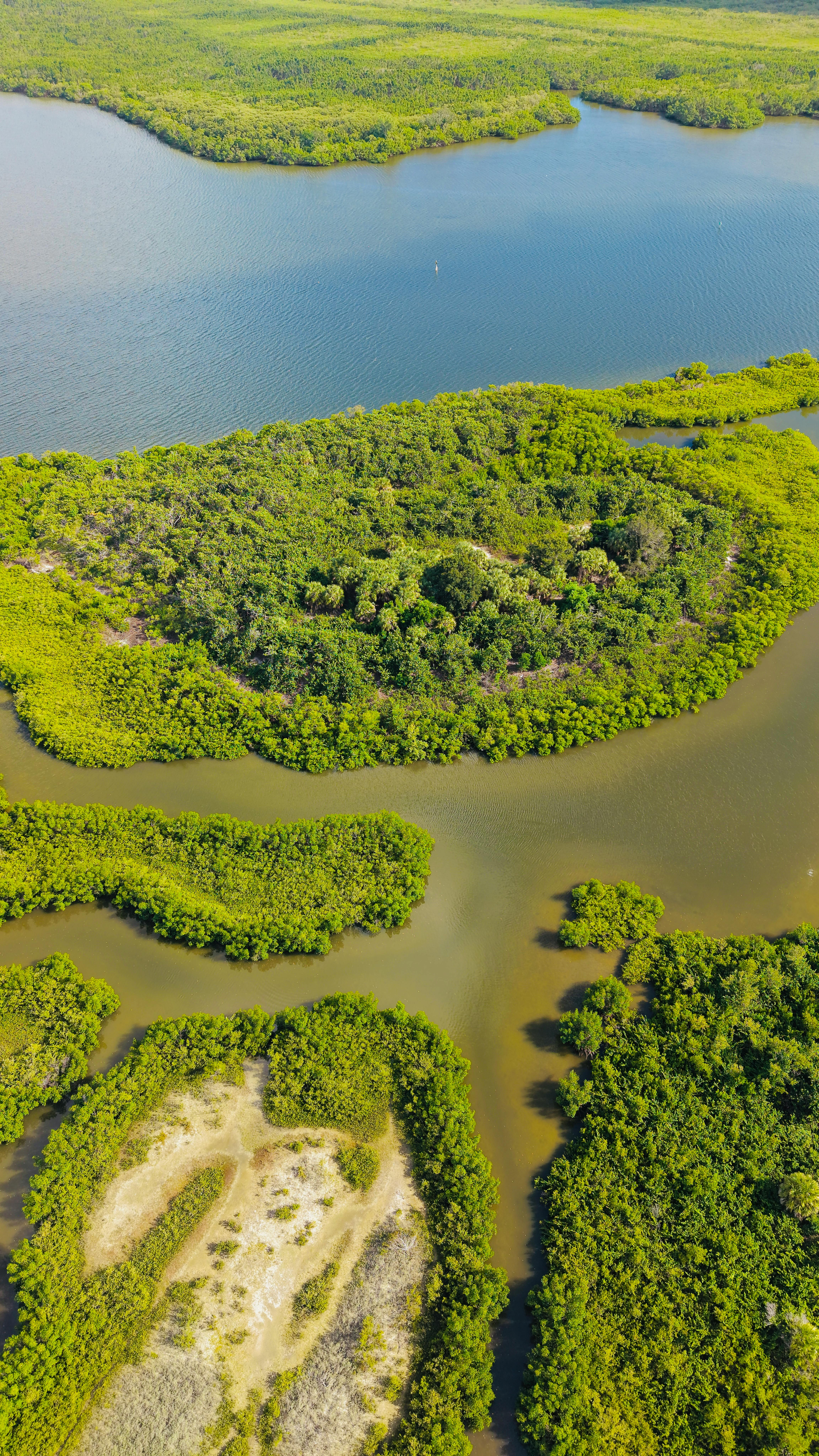Breathtaking aerial view of vibrant green mangroves meeting clear blue waters in Florida.