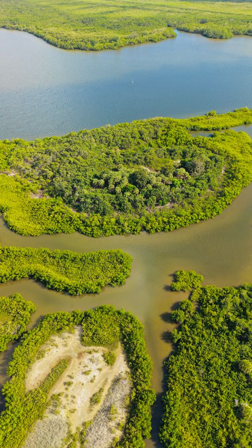 Free A stunning aerial view of a lush mangrove forest and river in Florida, USA. Stock Photo