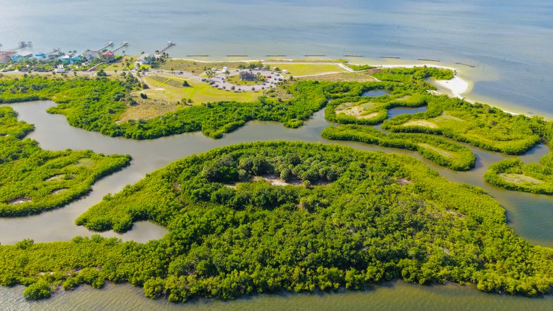 Aerial view of lush mangroves and waterways in Florida
