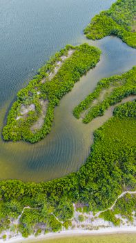 Explore the lush green mangroves from above, captured in Florida's serene setting.