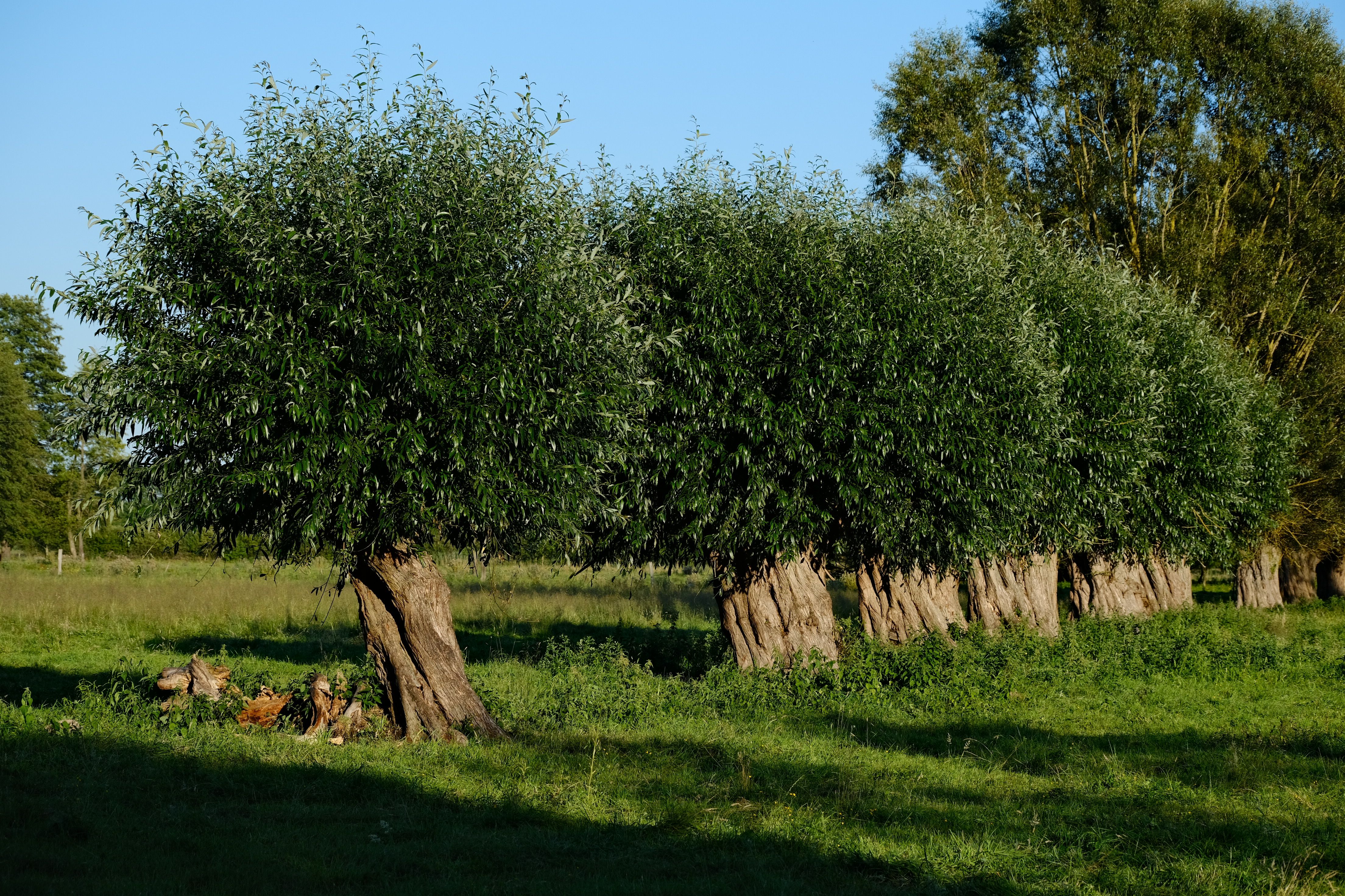 White Willow Bark Plant Profile