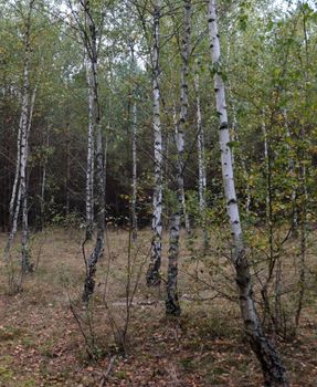 Serene view of a birch tree forest during early spring, capturing nature's calm beauty.