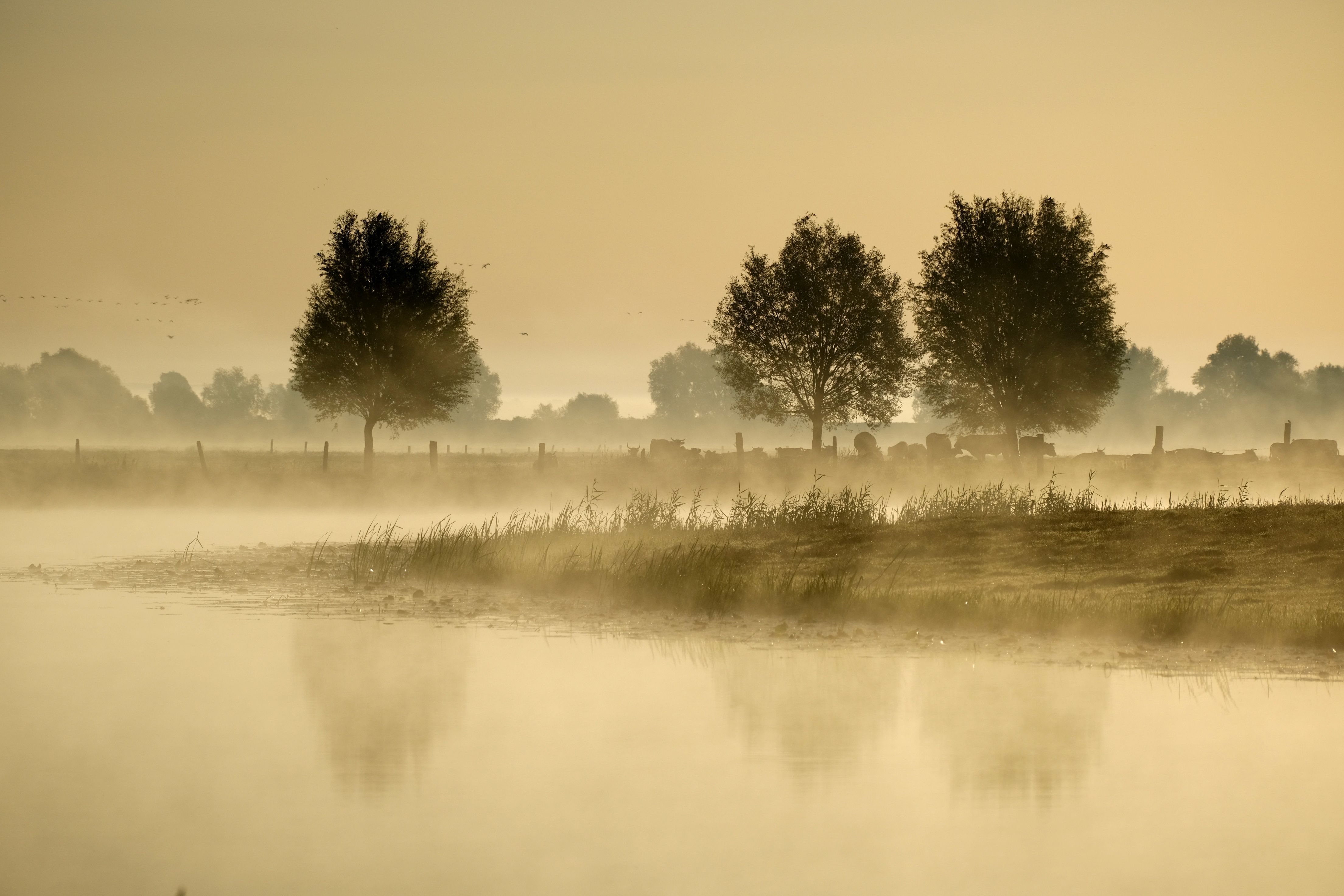 Misty Morning Landscape with Reflective Pond · Free Stock Photo