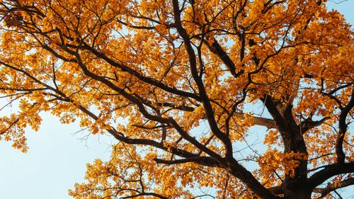 Free Captivating view of oak tree branches with golden leaves in autumn against a clear blue sky. Stock Photo