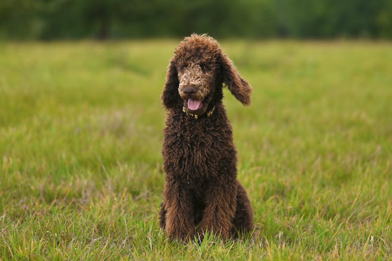 Standard Poodle - Large Non-Sporting dog