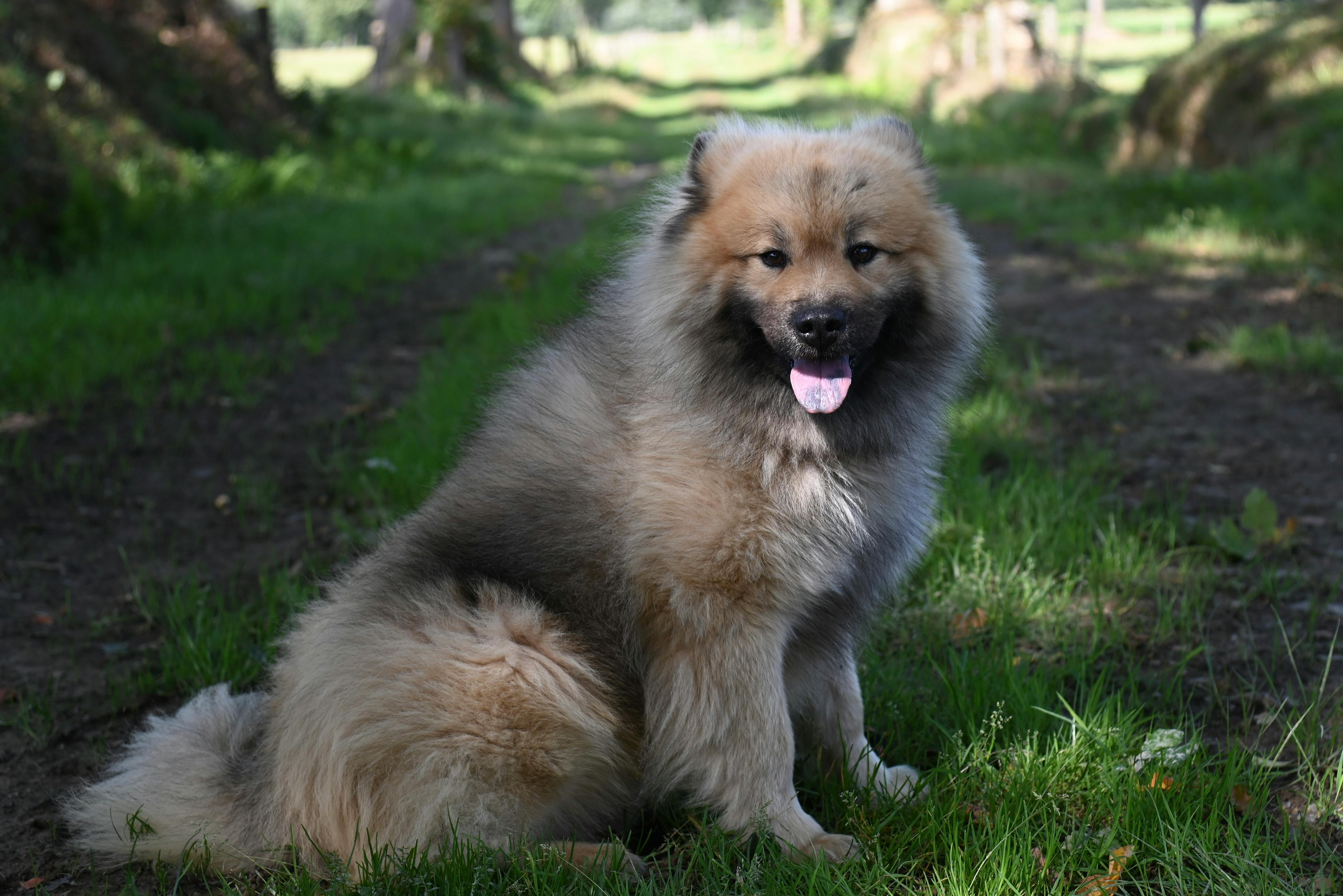 Origem do cão doméstico