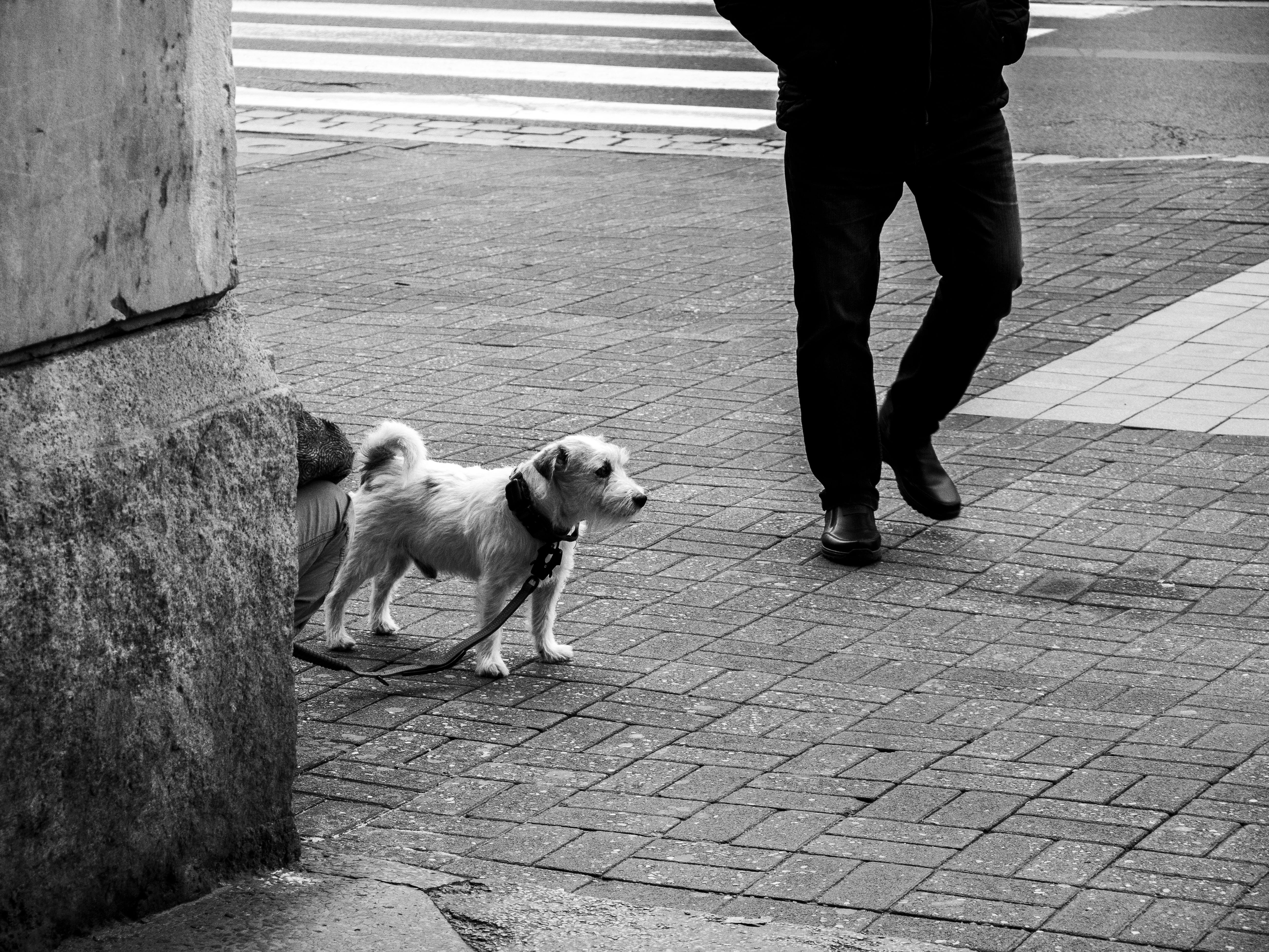 Dogs as Lifestyle Companions: What This Means for Brands &amp; Retailers — Photo by SHOX ART on Pexels