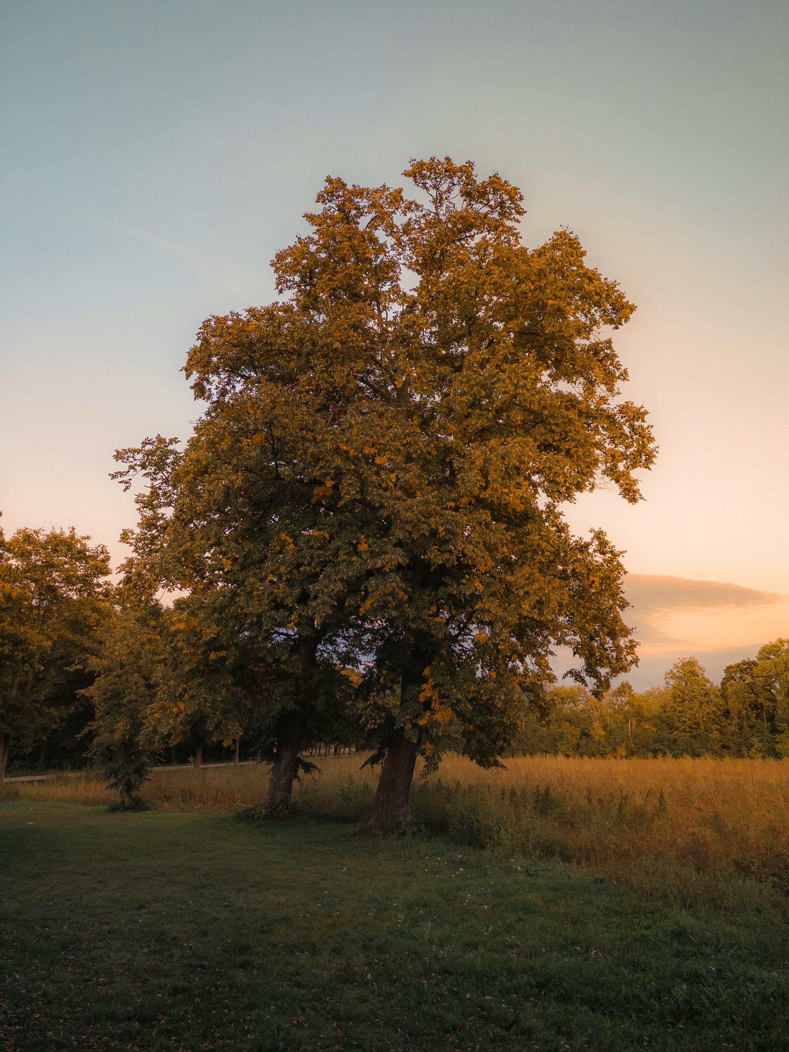 A beautiful oak tree basks in the warm glow of a sunset in the serene landscape of Austria.