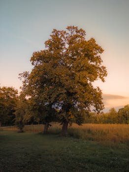 A beautiful oak tree basks in the warm glow of a sunset in the serene landscape of Austria.