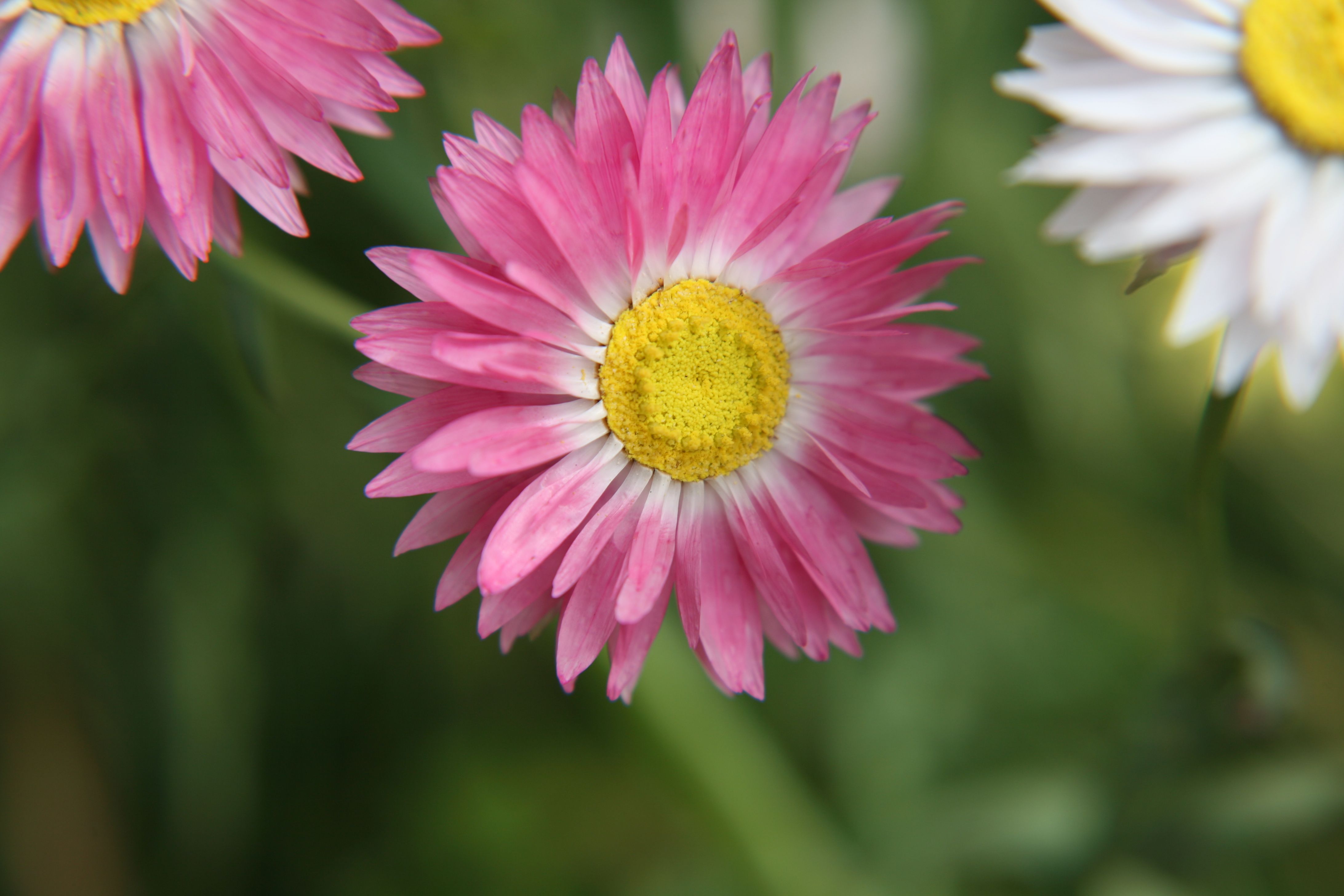 Close-up of Pink Daisy Flower in Bloom · Free Stock Photo