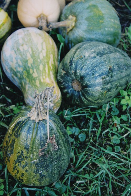Free A collection of organic squashes in an autumn garden setting. Stock Photo