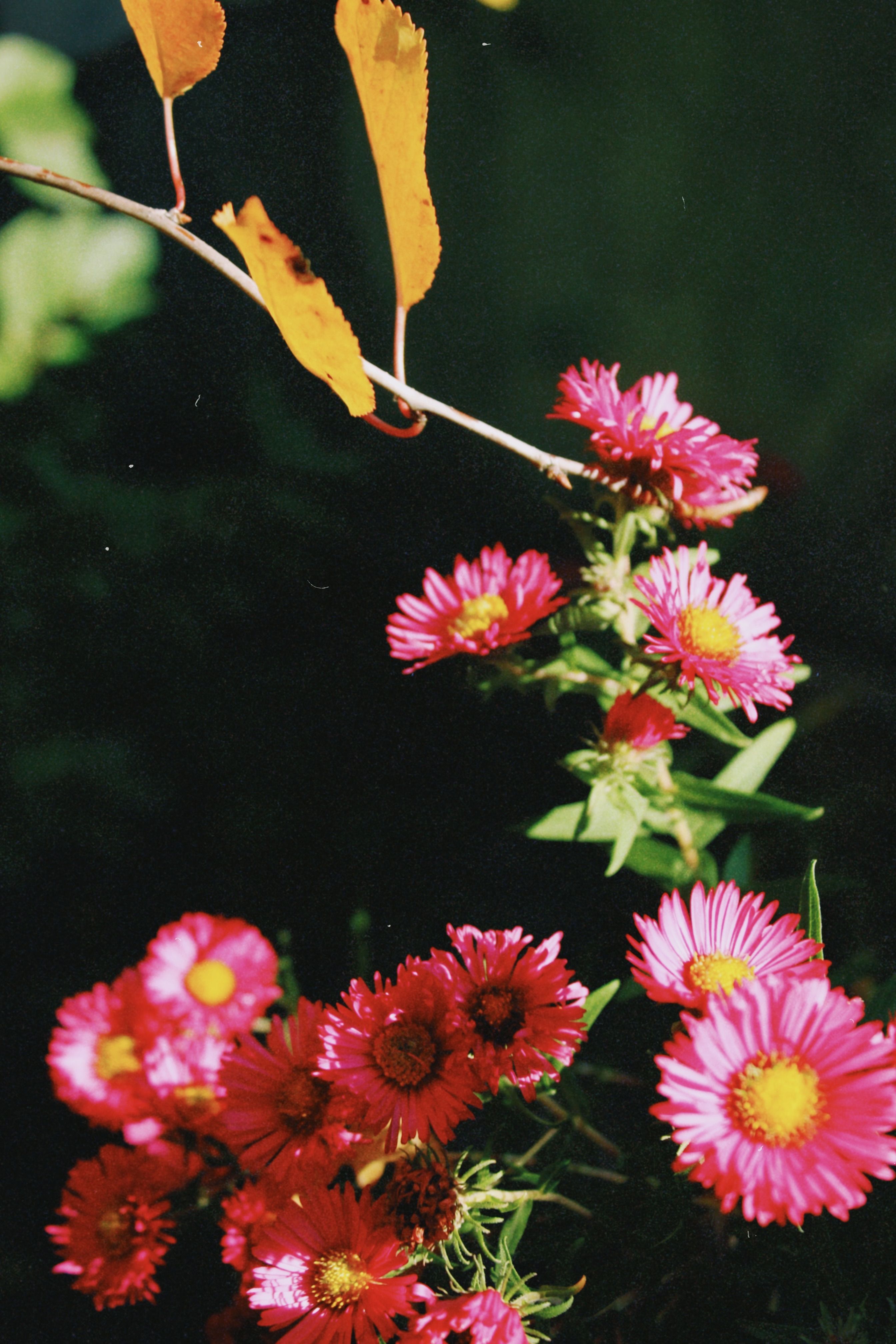 Vibrant Pink Flowers in Sunlit Garden · Free Stock Photo
