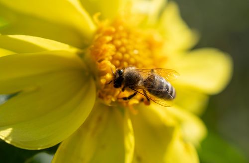 Free Close-up of a honeybee gathering nectar from a bright yellow flower in sunlight. Stock Photo