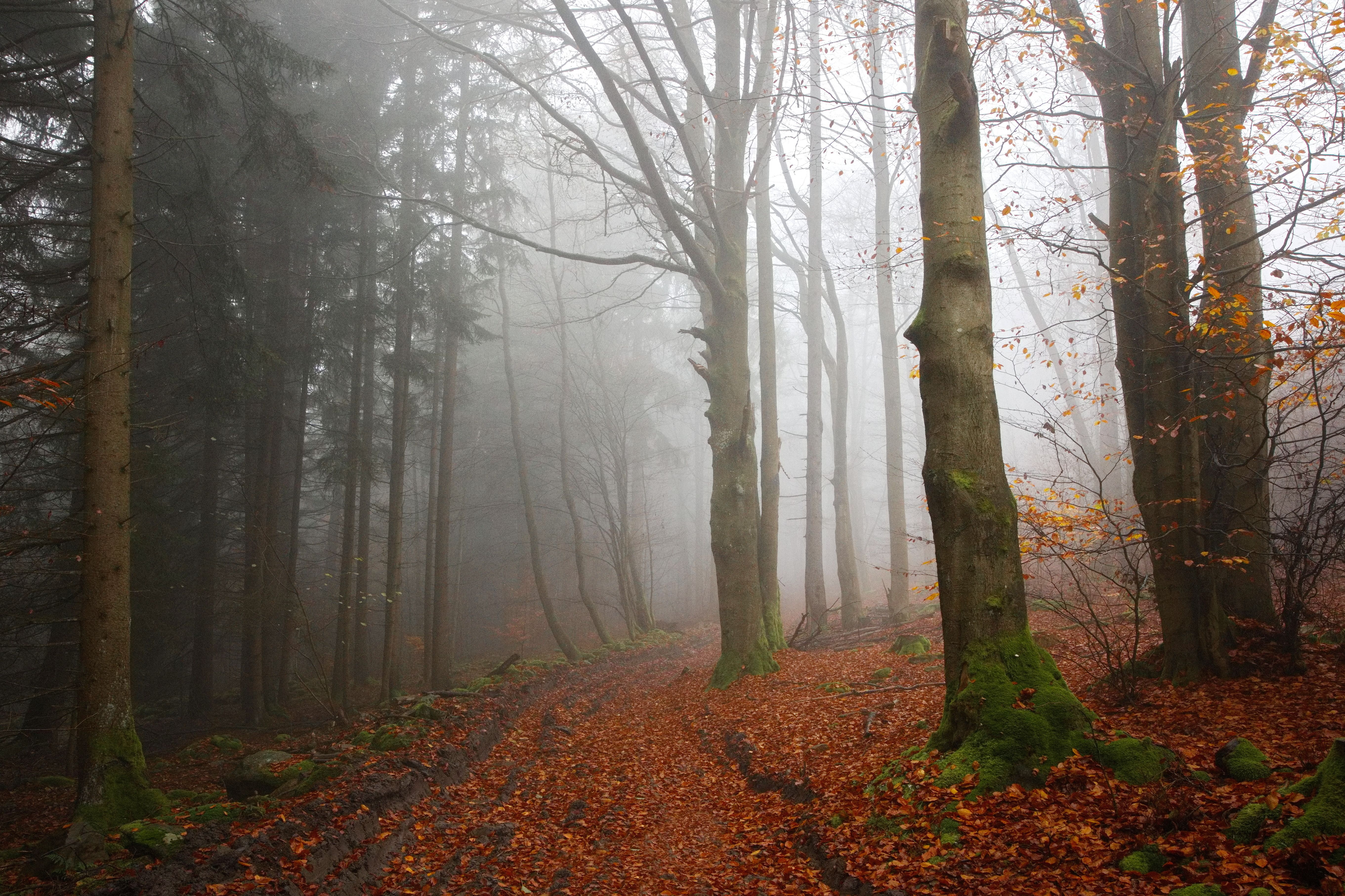 Misty Autumn Forest Path with Fall Foliage · Free Stock Photo