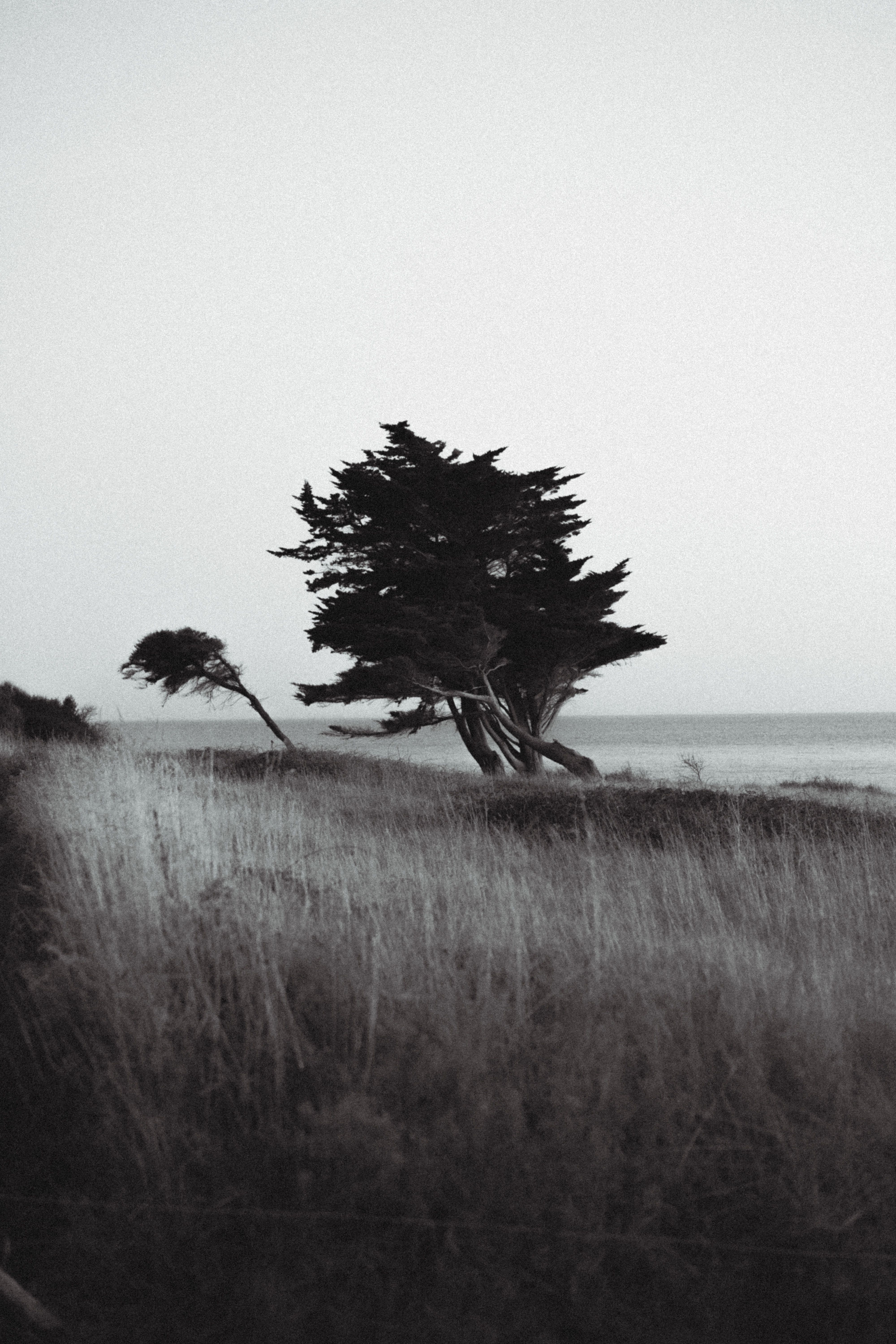 Lonely Tree on Coastal Edge in Black and White · Free Stock Photo