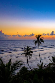 宁静的热带日落中，棕榈树的剪影映衬着海洋上五颜六色的天空