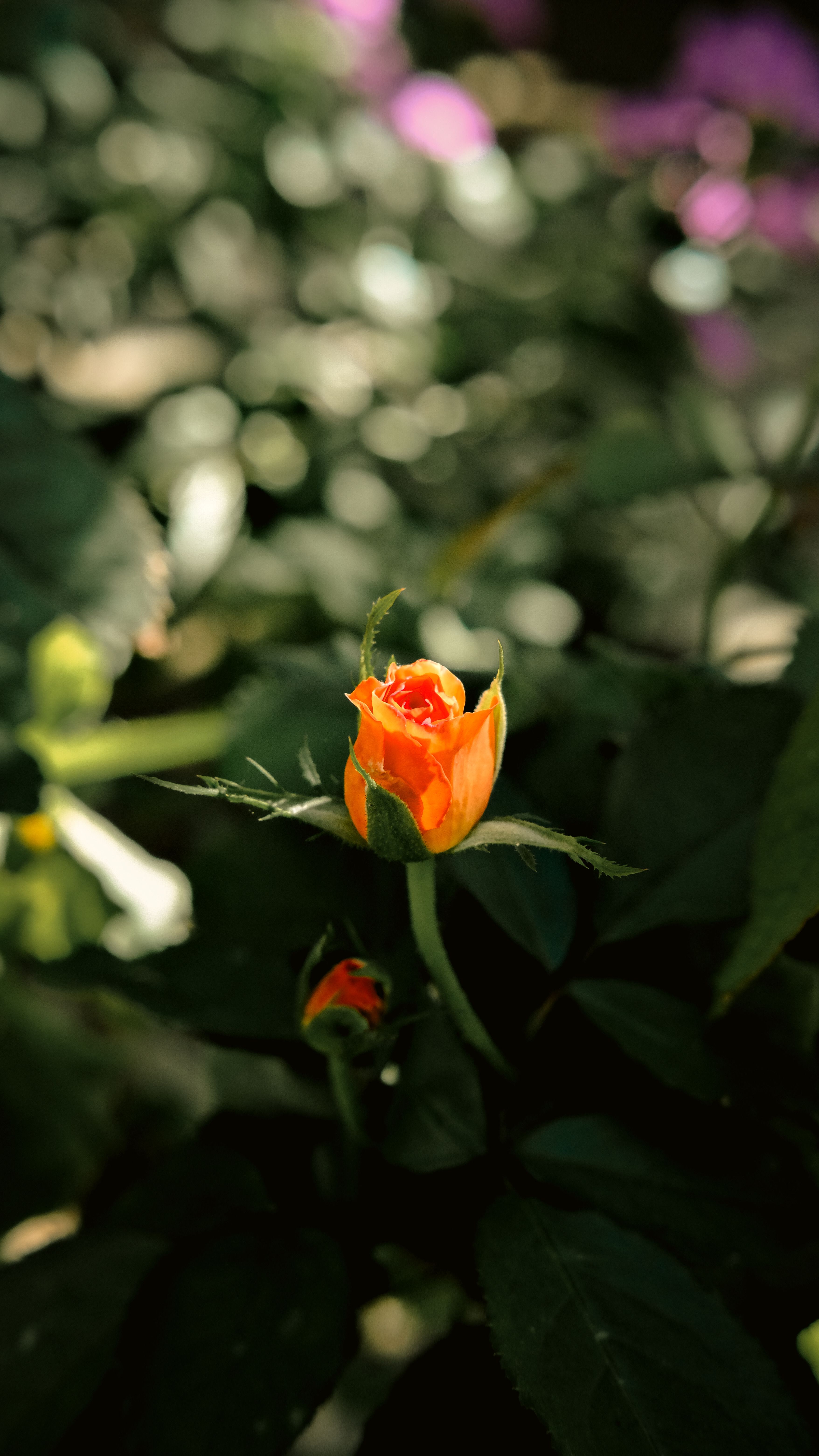 A close-up of a vibrant orange rose bud amidst lush green leaves in a Turkish garden.