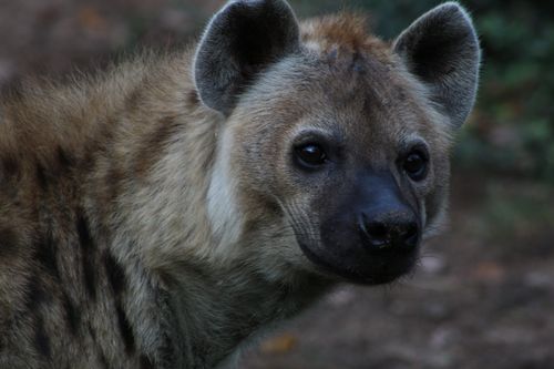 Free A detailed close-up of a spotted hyena in its natural habitat. Stock Photo