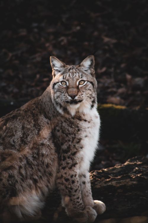 Free Eurasian lynx (Lynx lynx) beautifully captured in its natural forest habitat. Stock Photo