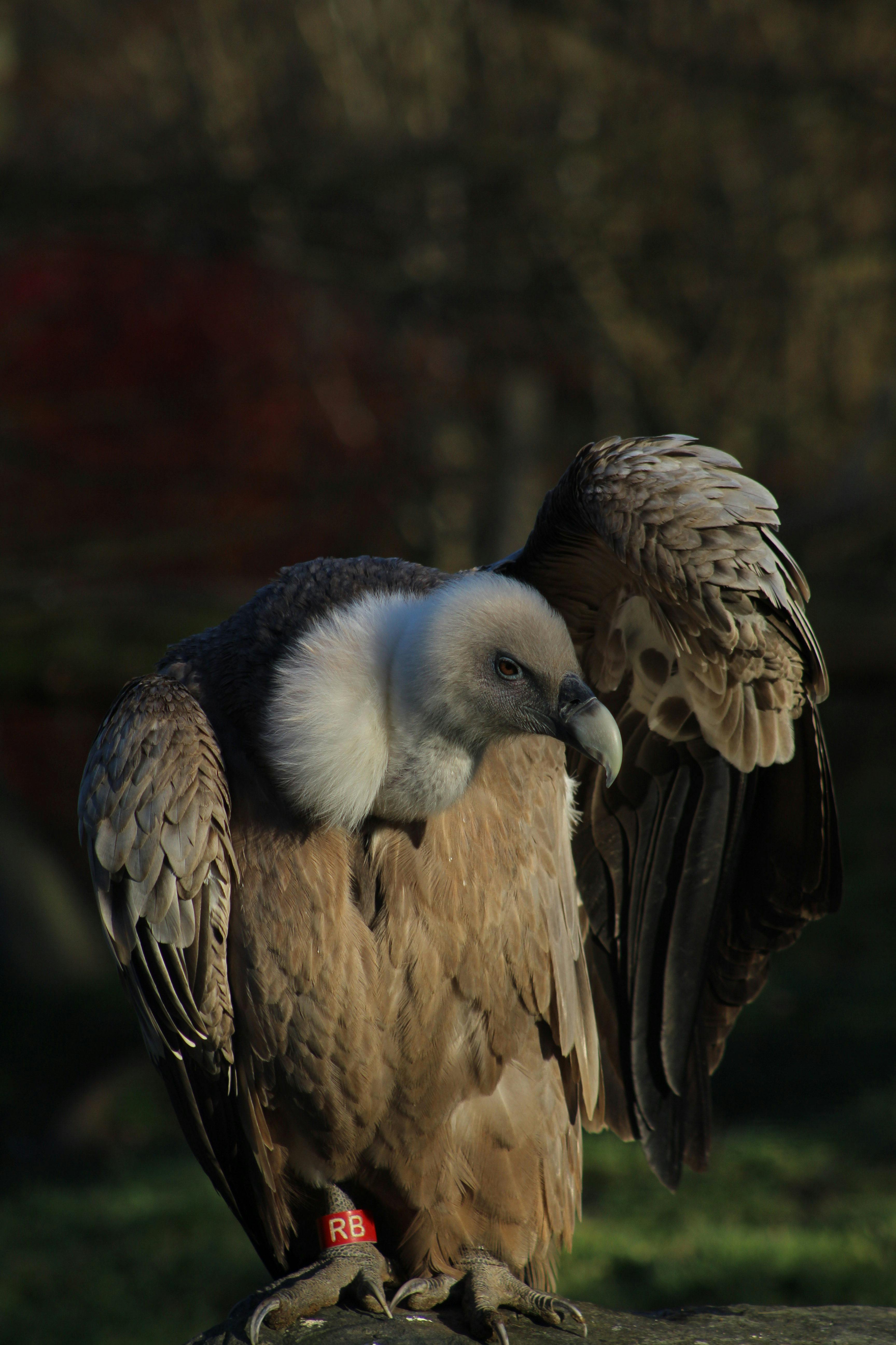 Gratis Primo piano di un avvoltoio che mette in mostra il suo maestoso piumaggio all'aperto. Ideale per temi naturalistici e naturalistici. Foto a disposizione