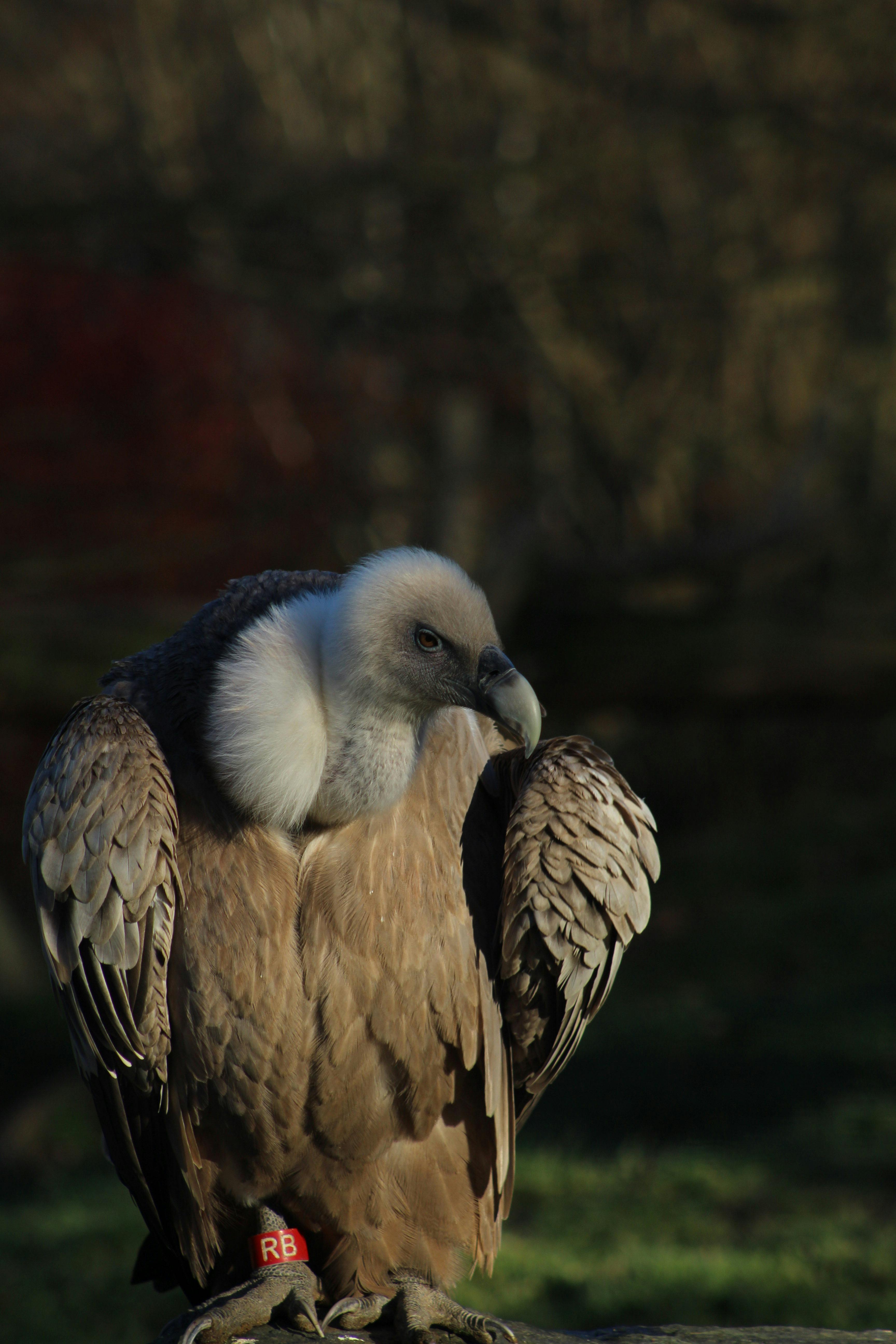 Gratis Immagine dettagliata di un avvoltoio grifone (Gyps fulvus) appollaiato all'aperto. Foto a disposizione