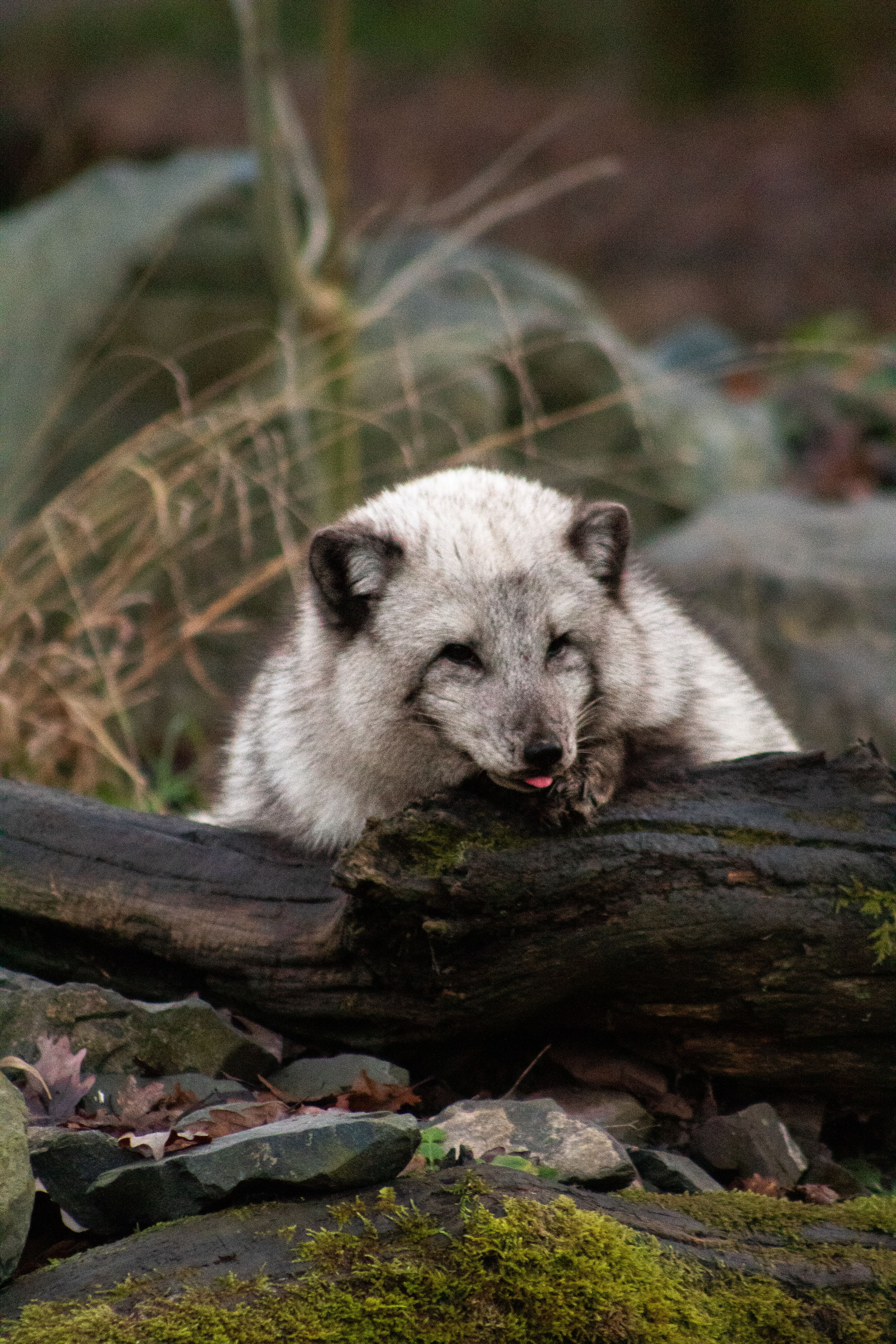 Arctic Fox Resting on a Log in Natural Habitat · Free Stock Photo