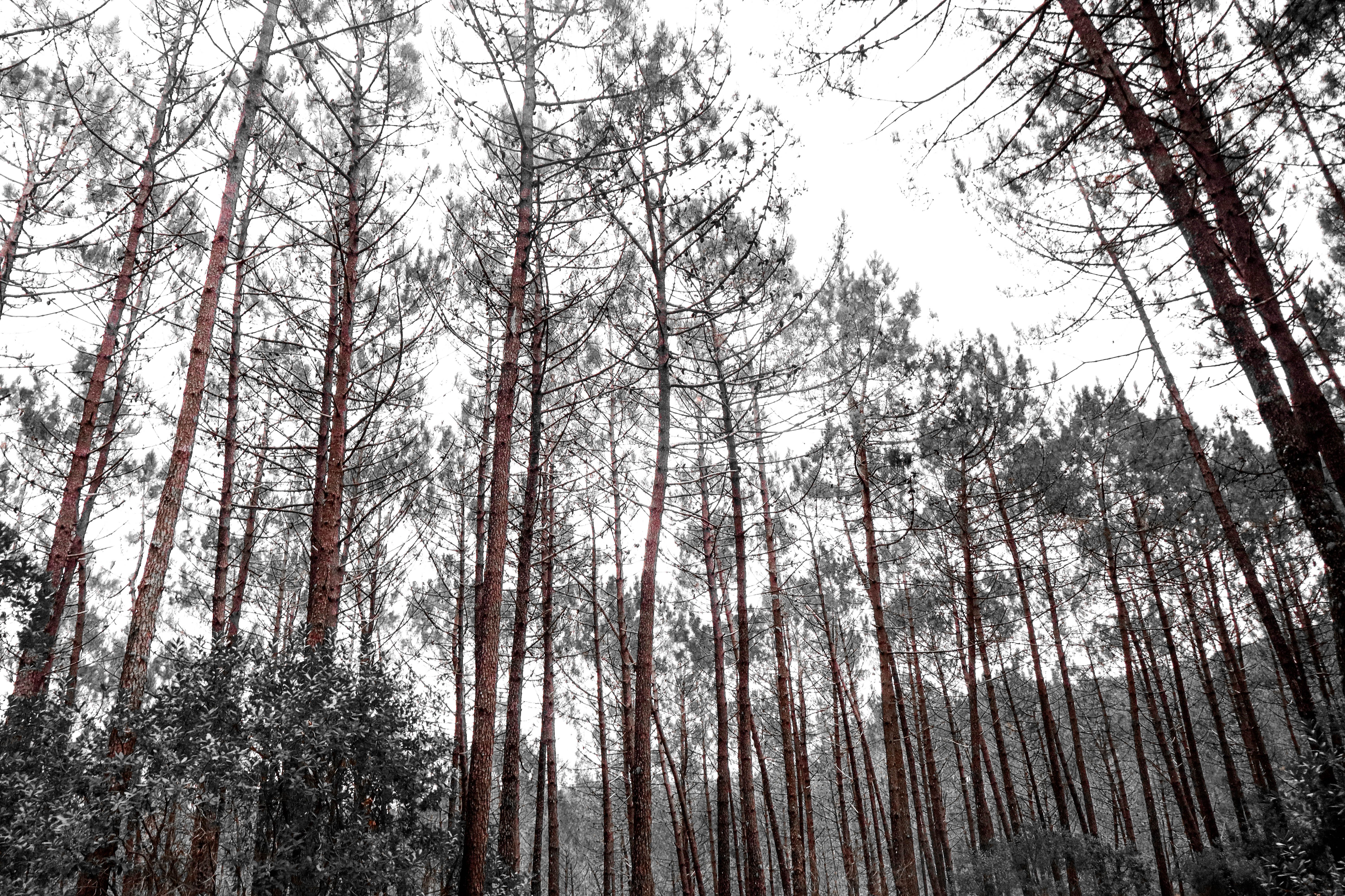 Tall Pine Trees in a Serene Forest Canopy · Free Stock Photo