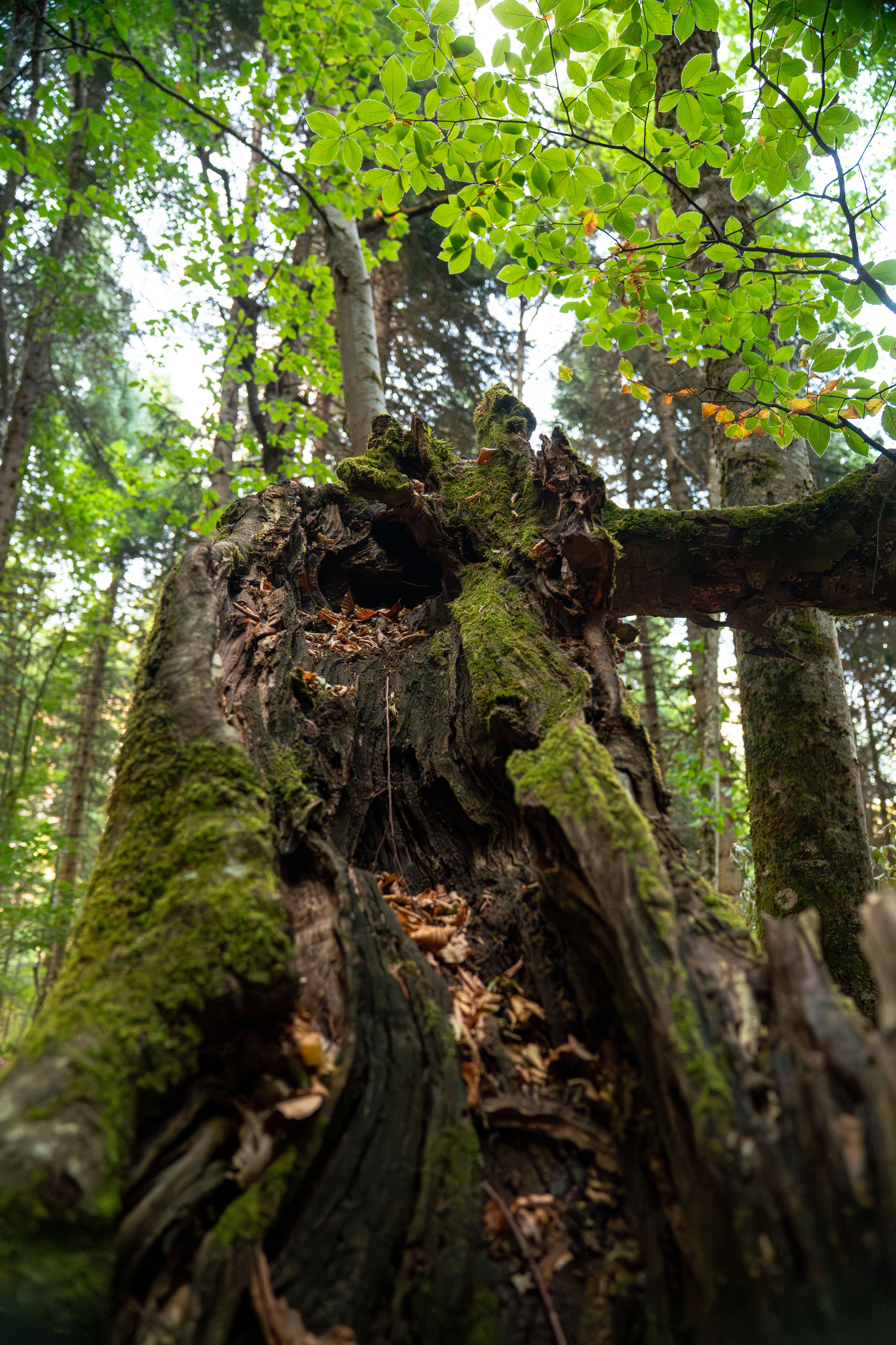 Close-up of a moss-covered tree with vibrant foliage and dense forest backdrop.. pexels, close, moss