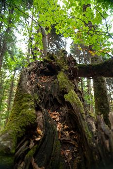 Close-up of a moss-covered tree with vibrant foliage and dense forest backdrop.. pexels, close, moss