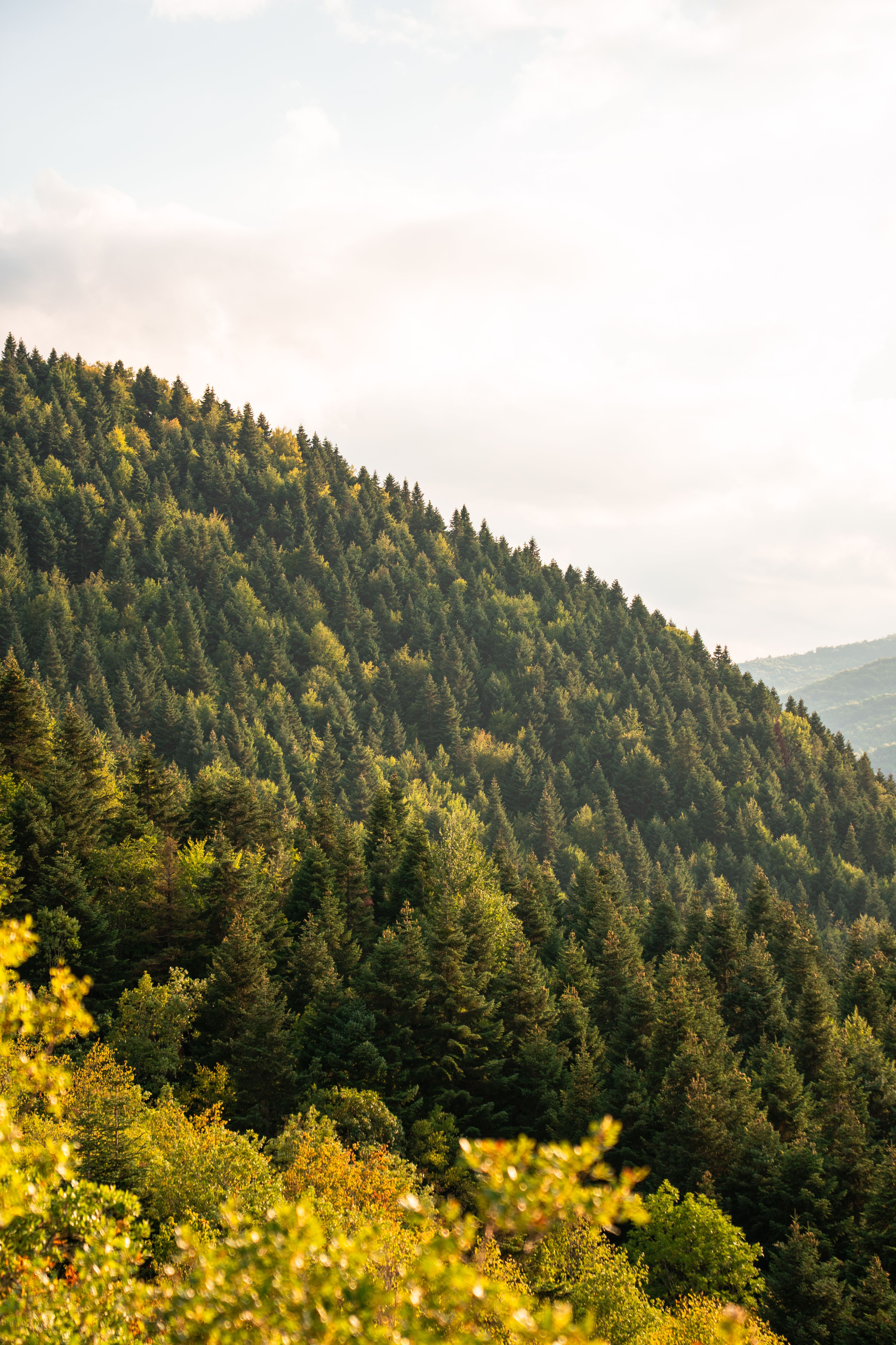 Mountain behind lush evergreen forest · Free Stock Photo