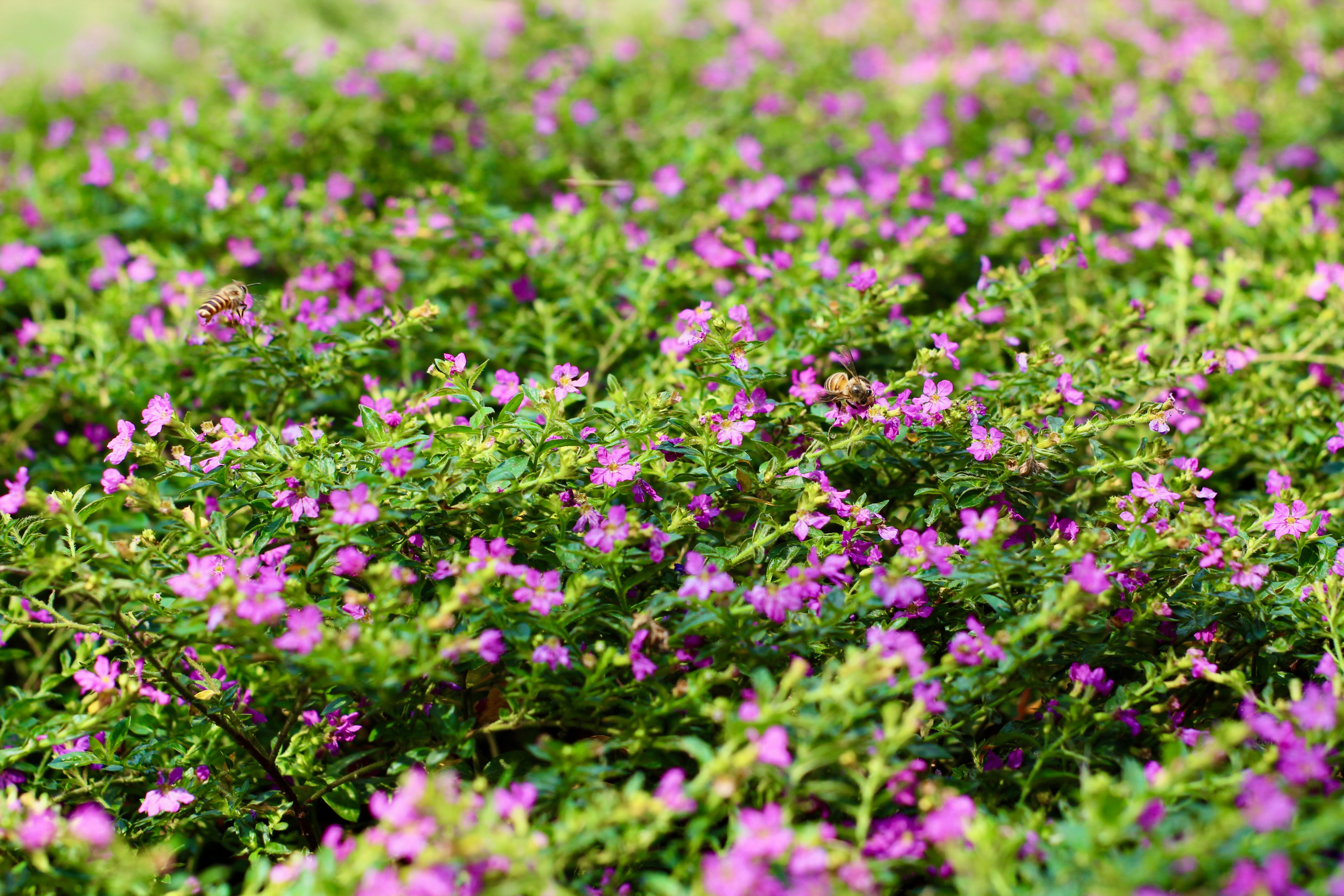 Vibrant Pink Flowers in Lush Green Garden · Free Stock Photo