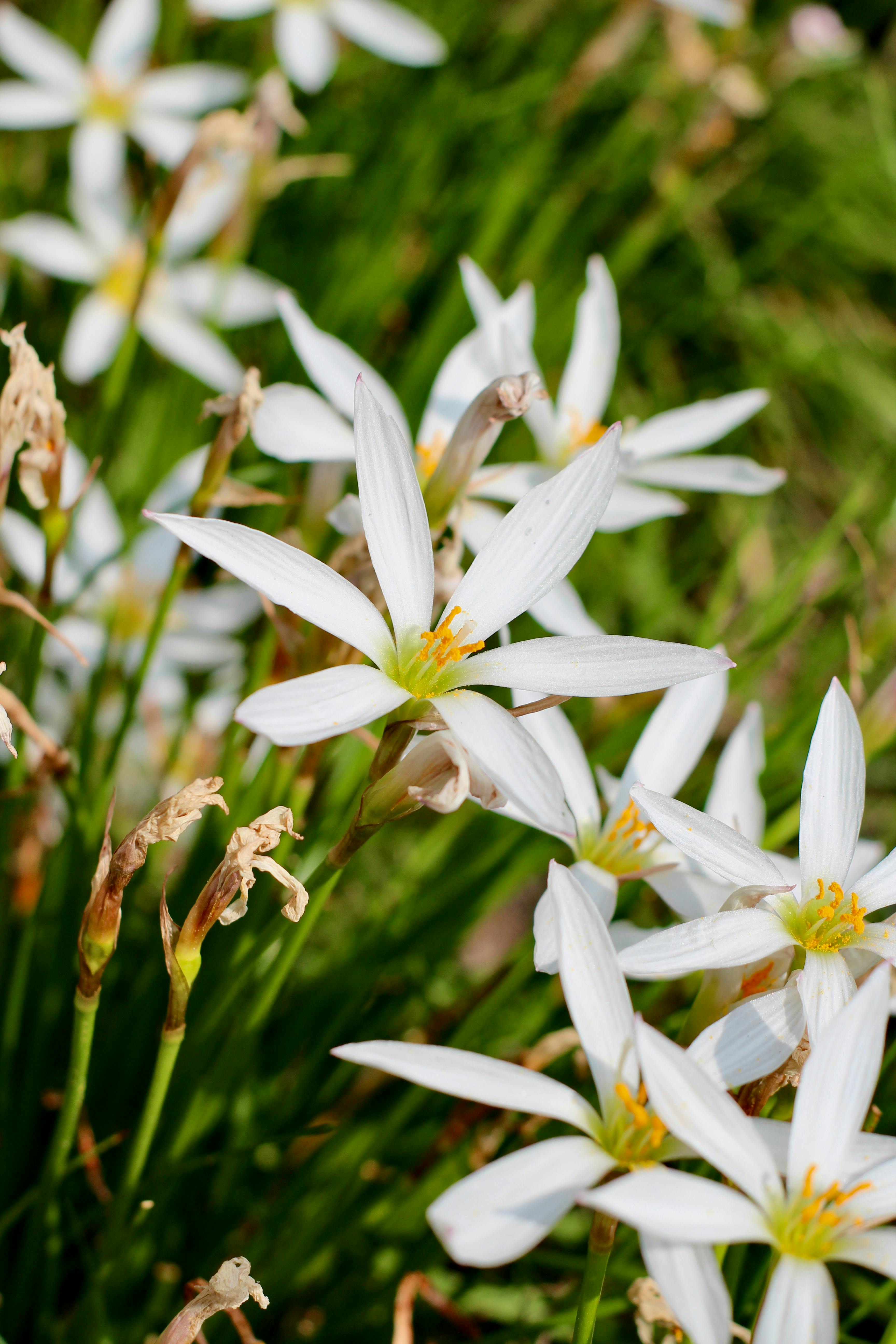 [ColoSach]-beautiful-white-rain-lily-flowers-blooming-in-a-grassy-field,-showcasing-delicate-petals.