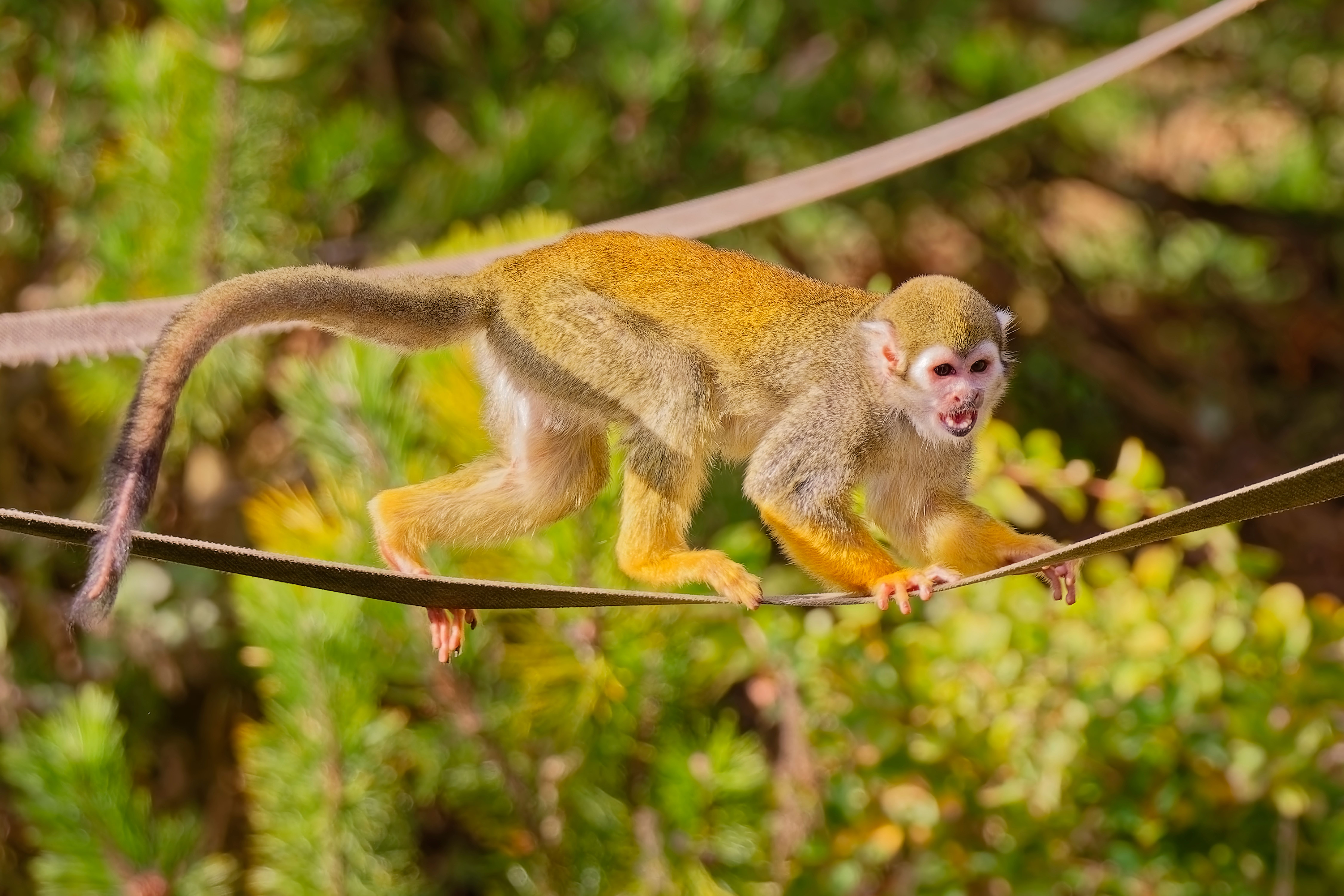 Squirrel Monkey Balancing on Tightrope Outdoors · Free Stock Photo