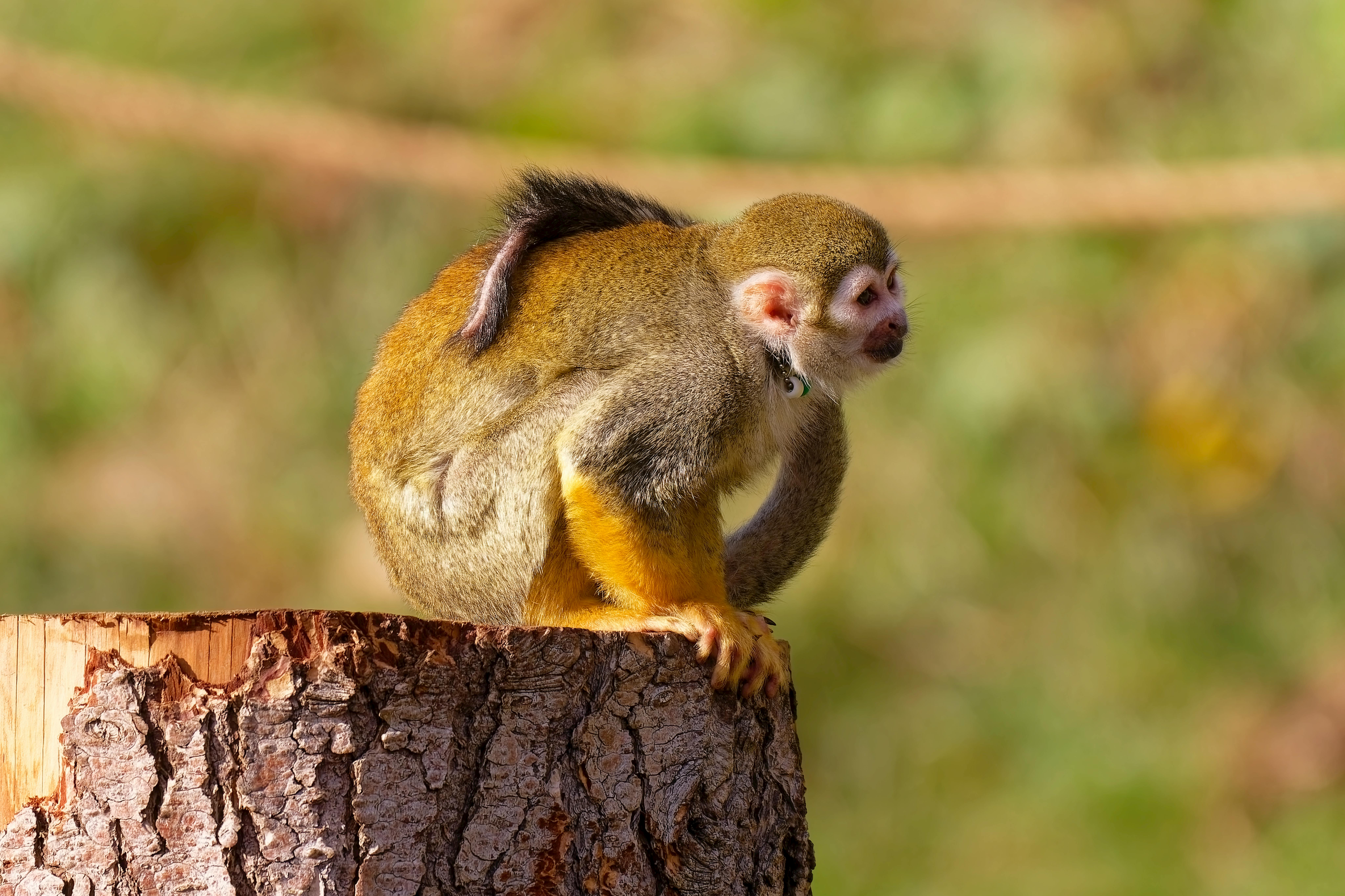 Innovative Ways to Unlock Untapped Potential for Amazon Associate Earnings