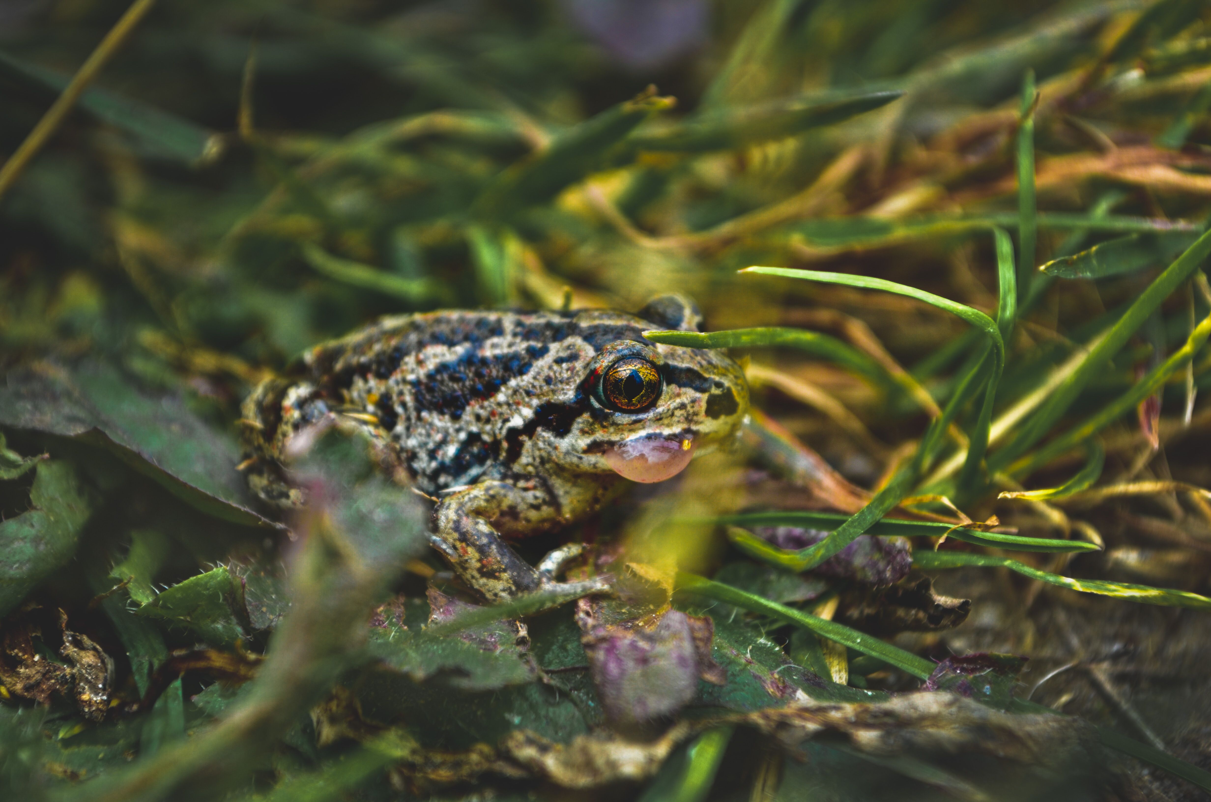 Close-up of European Common Frog in Natural Habitat · Free Stock Photo