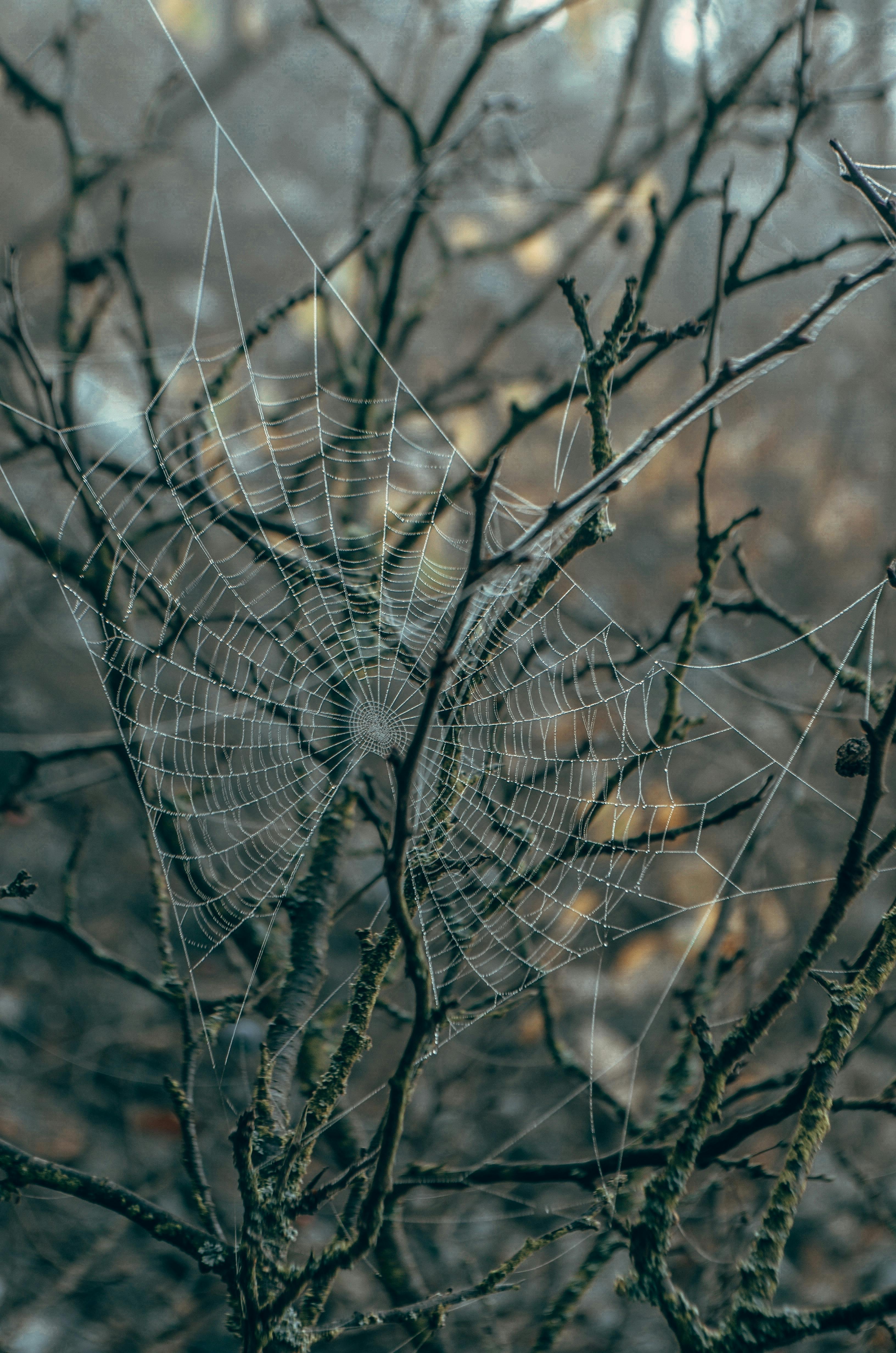 Macro shot of a spider web on bare branches in a winter forest, Ukraine.