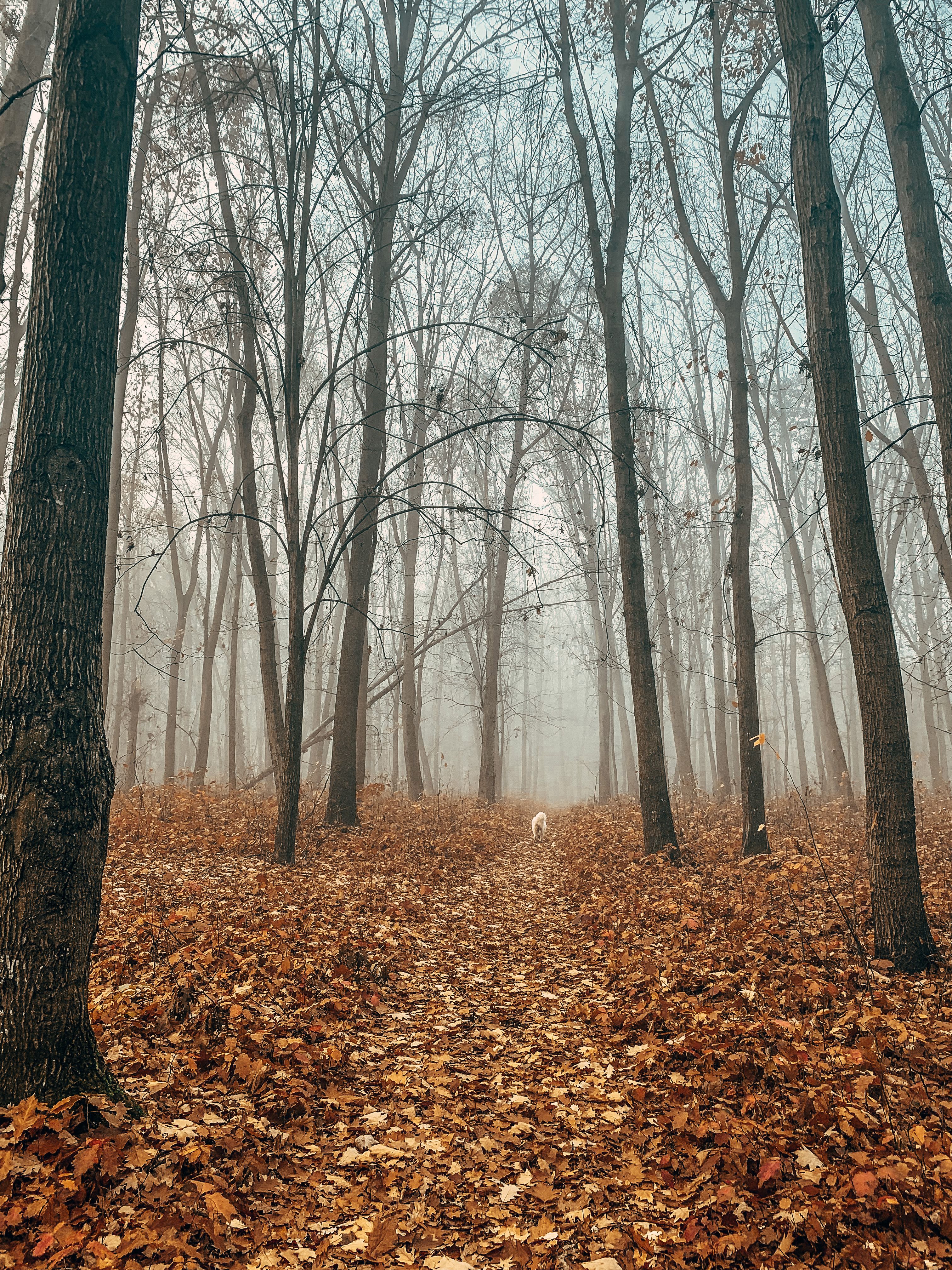 Misty Autumn Forest Path in Ukraine · Free Stock Photo