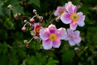 Close-up of blooming Japanese Anemone flowers with vibrant pink petals and yellow centers.